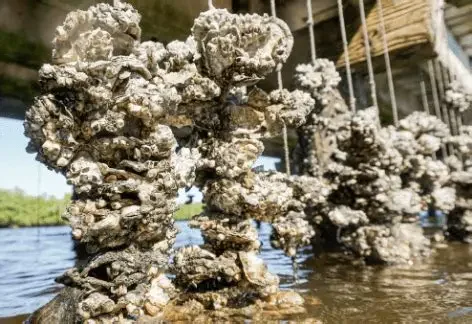 Vertical Oyster Garden Workshop