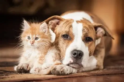 Oldsmar's New 24/7 Pet Microchip Scanning Station  And a Free Clinic on October 10