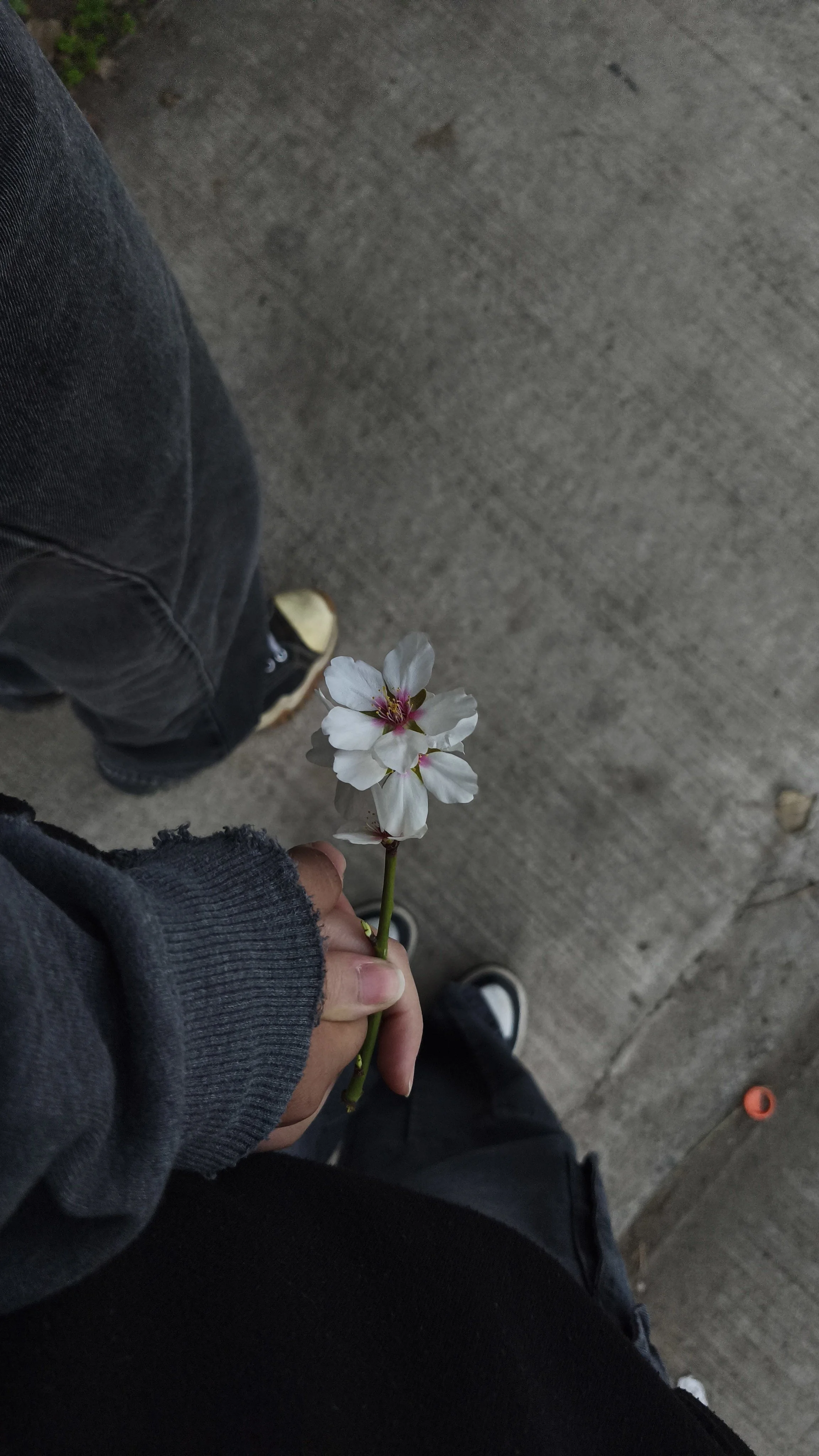 Person holding a white and pink flower, standing on a concrete surface.