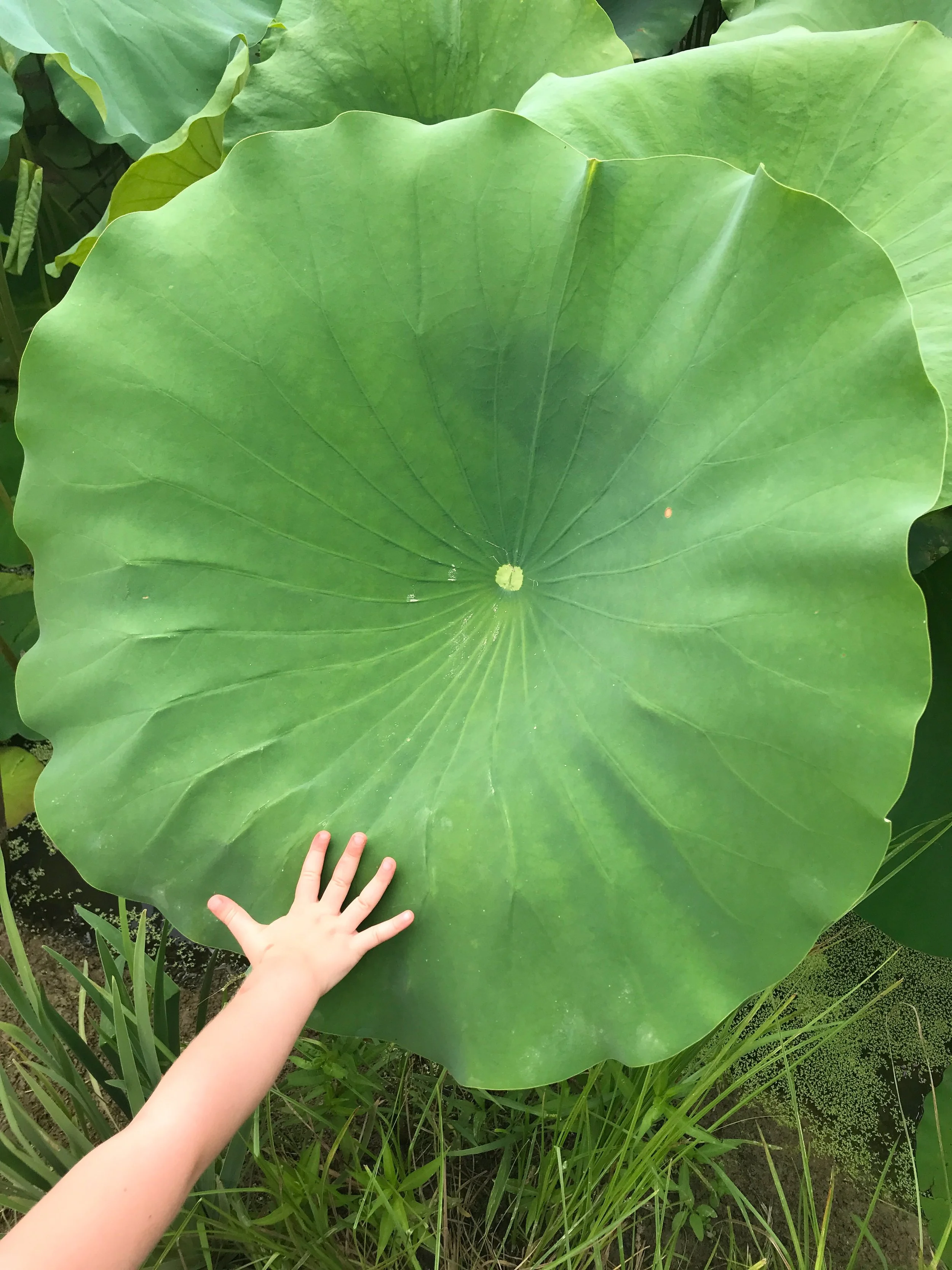 Child's hand touching a large green lotus leaf in a pond surrounded by aquatic plants. Kenilworth Aquatic gardens