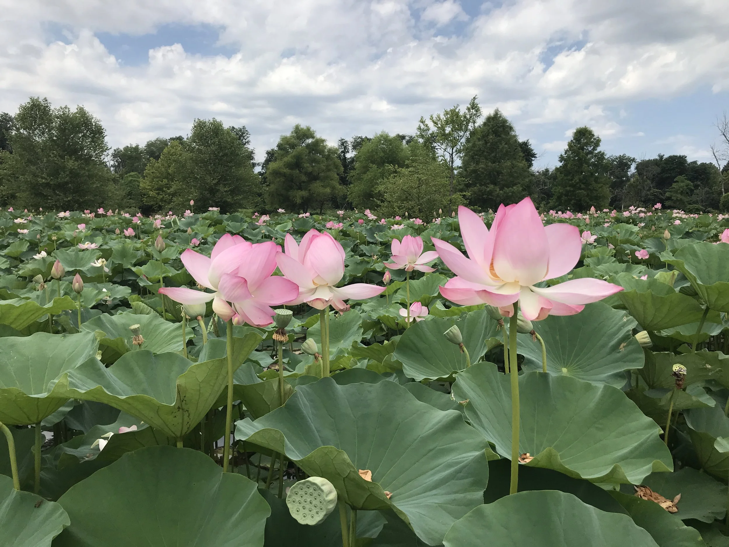 Pink lotus flowers blooming in a pond surrounded by green leaves, with a backdrop of trees and a partly cloudy sky.