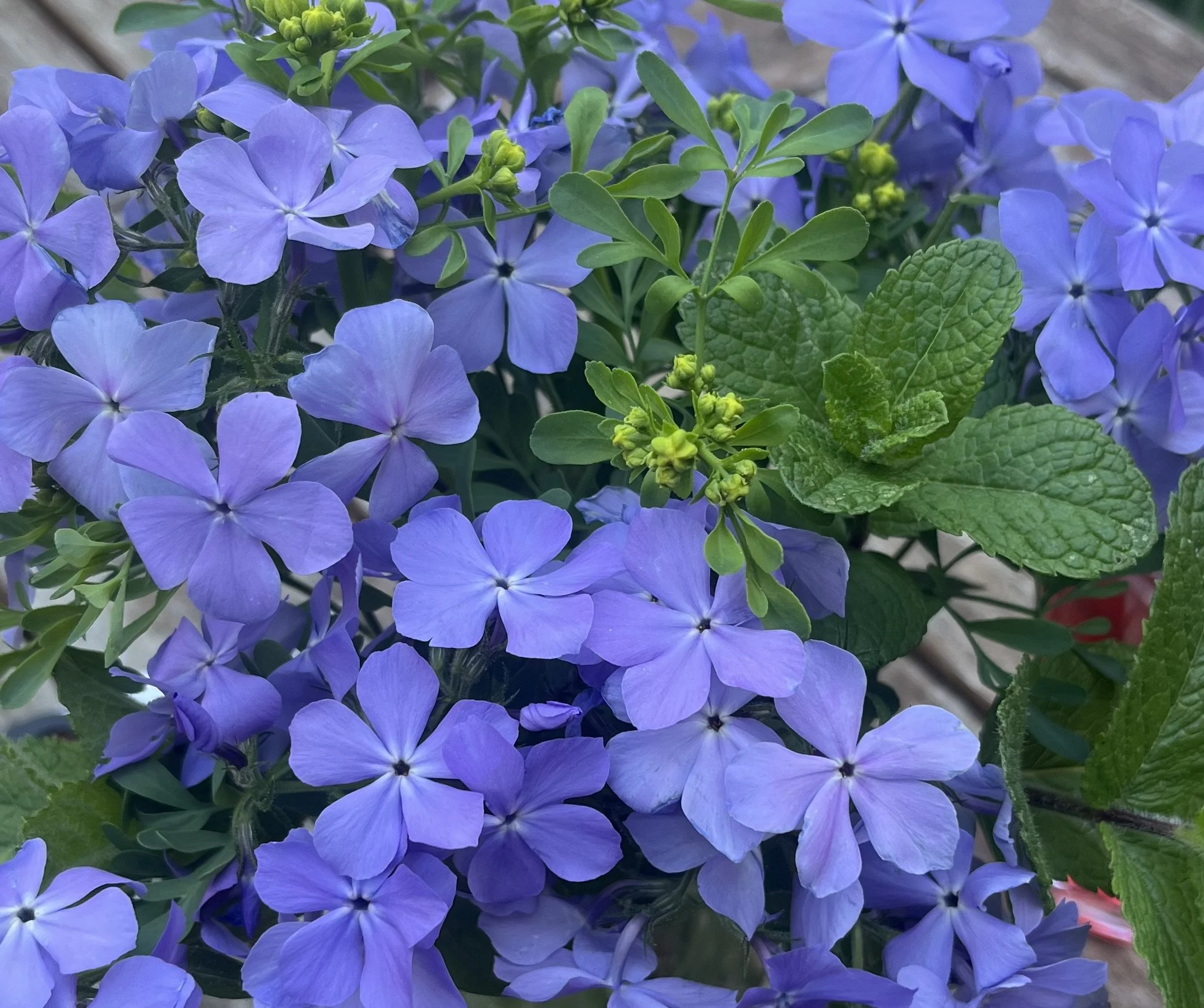 Close-up of phlox and rue in a garden.