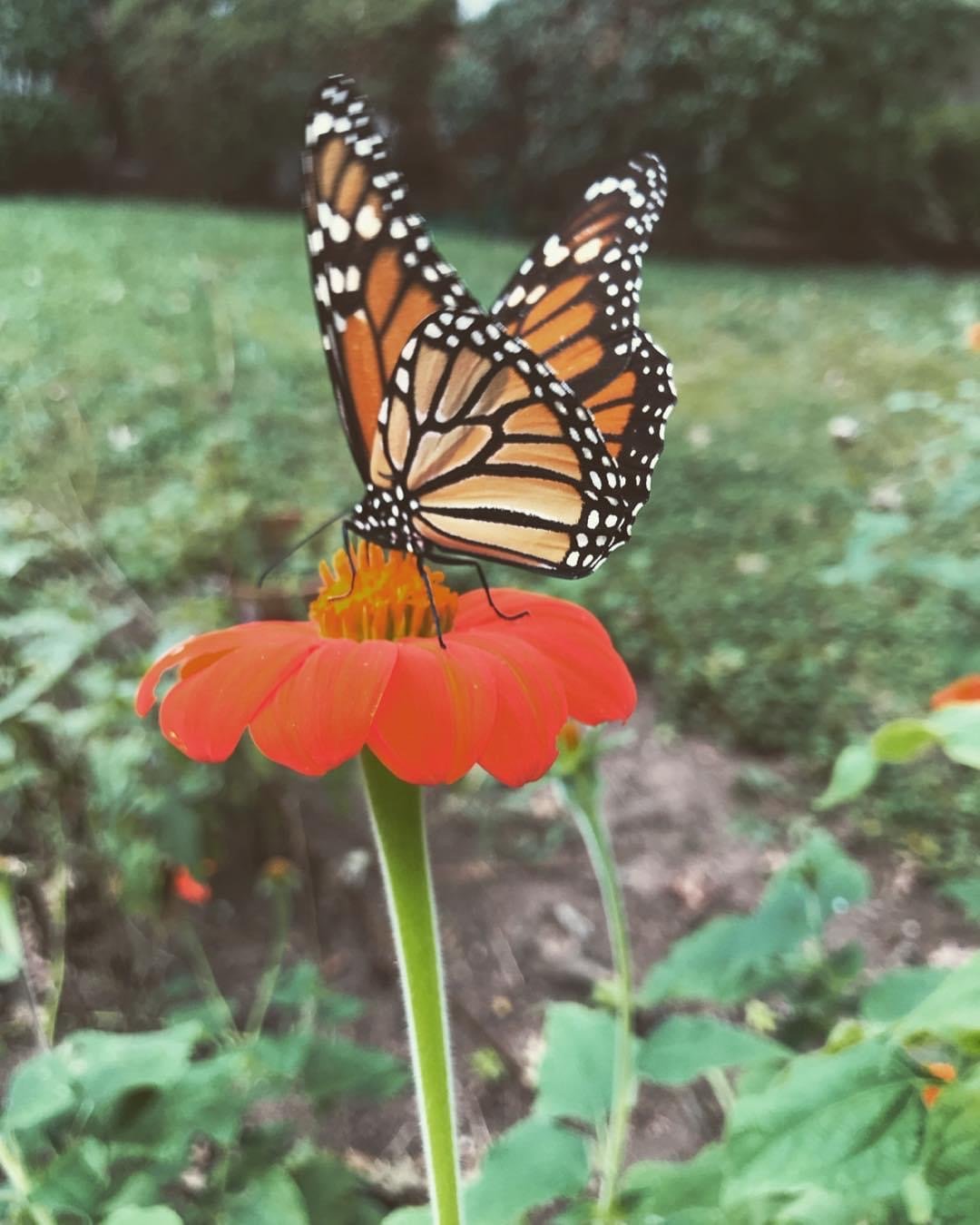 A monarch butterfly perched on an orange flower in a garden with green foliage in the background.