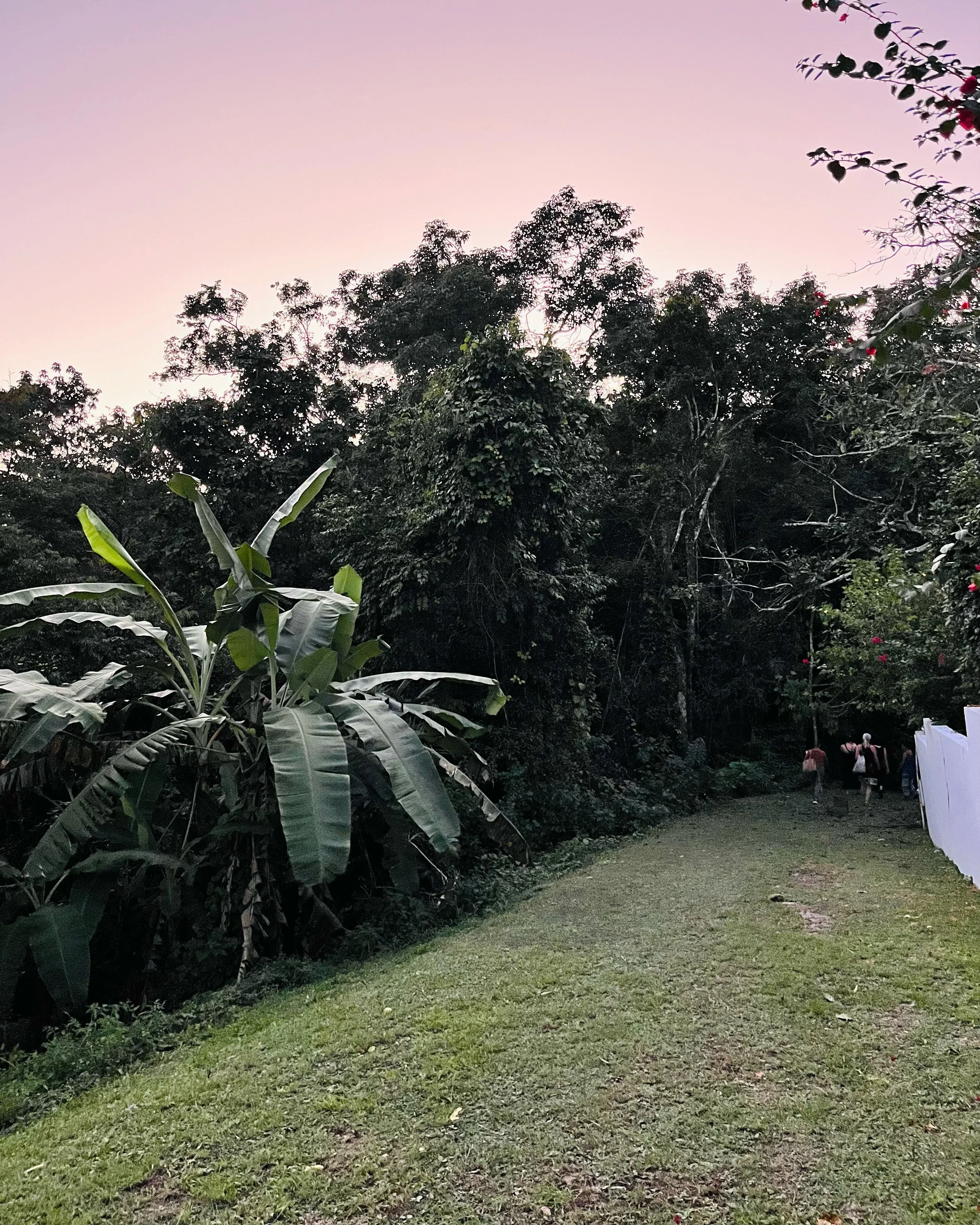 Pathway through a garden  at sunset, with lush green trees and large leafy plants on the left and a white fence on the right, some people walking in the distance. Students in jungle.