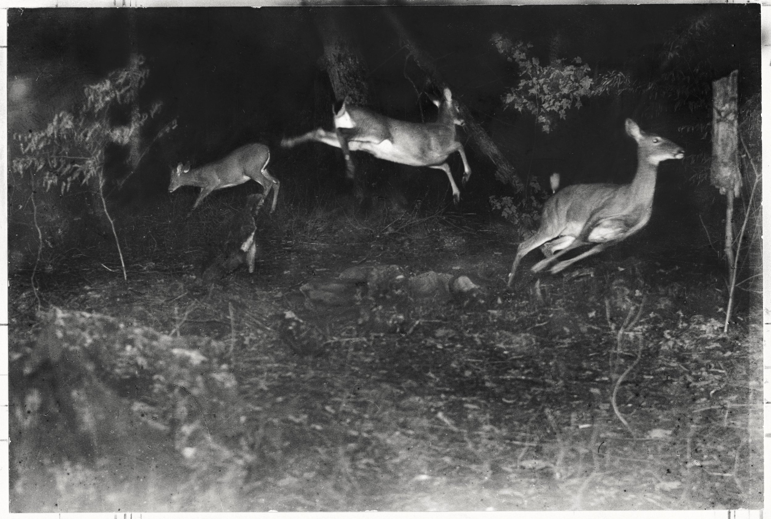 Midnight Series Deer