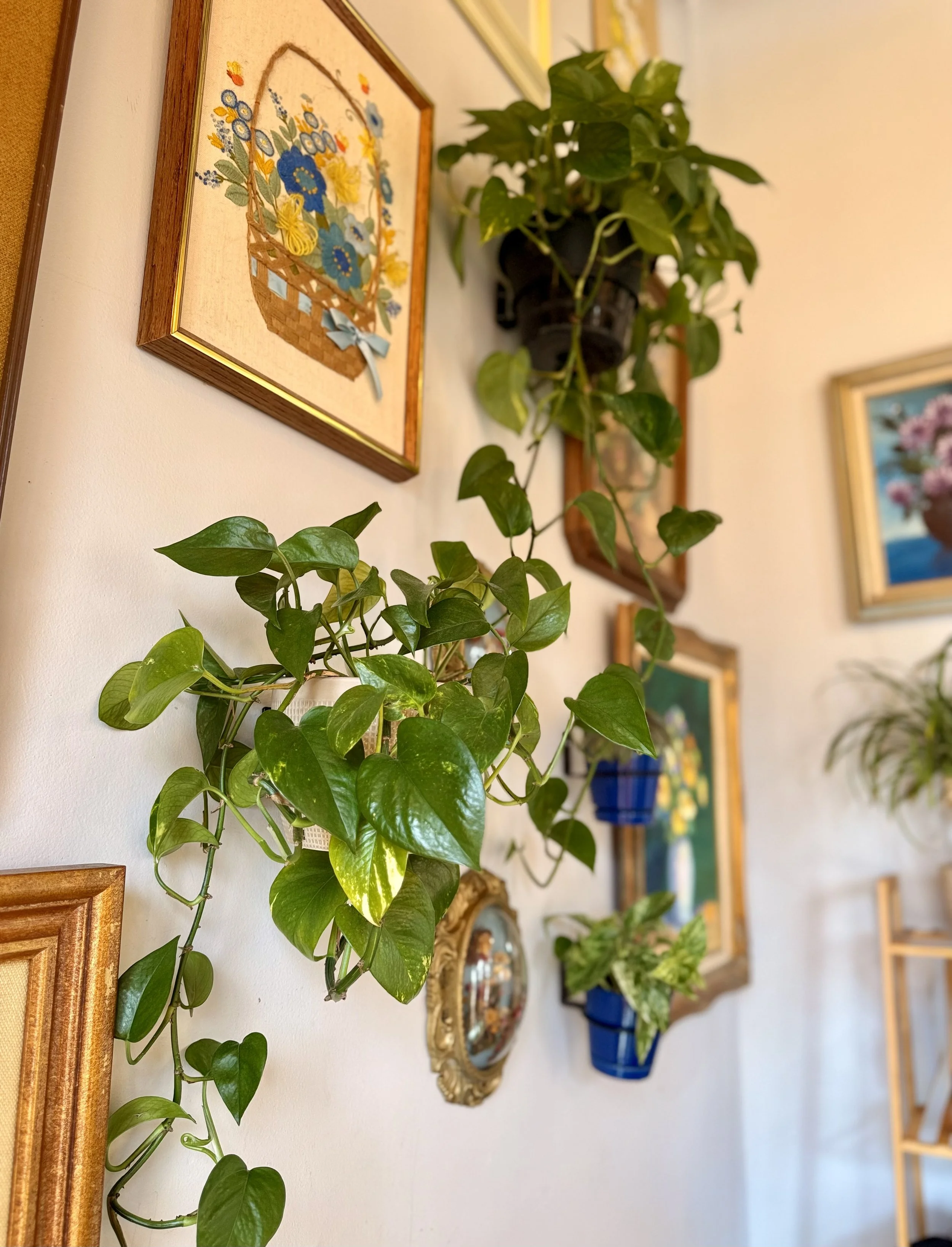 Plant Styling & Space Refresh