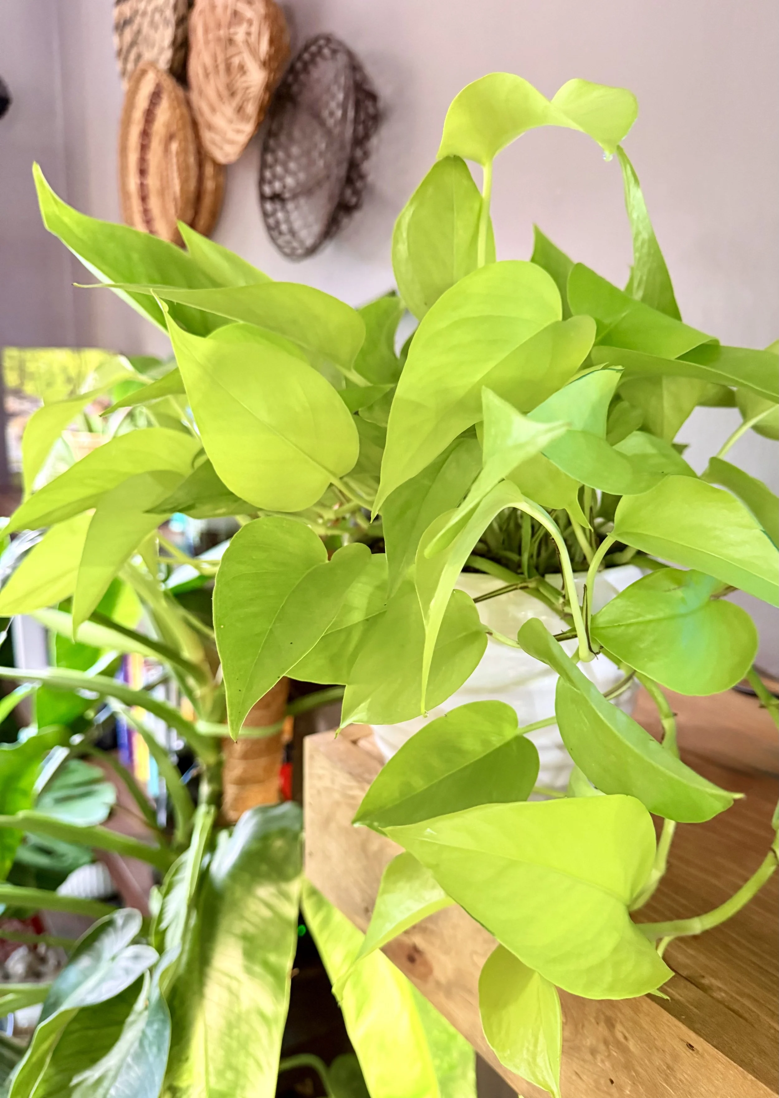 Monthly Plant Care Plans