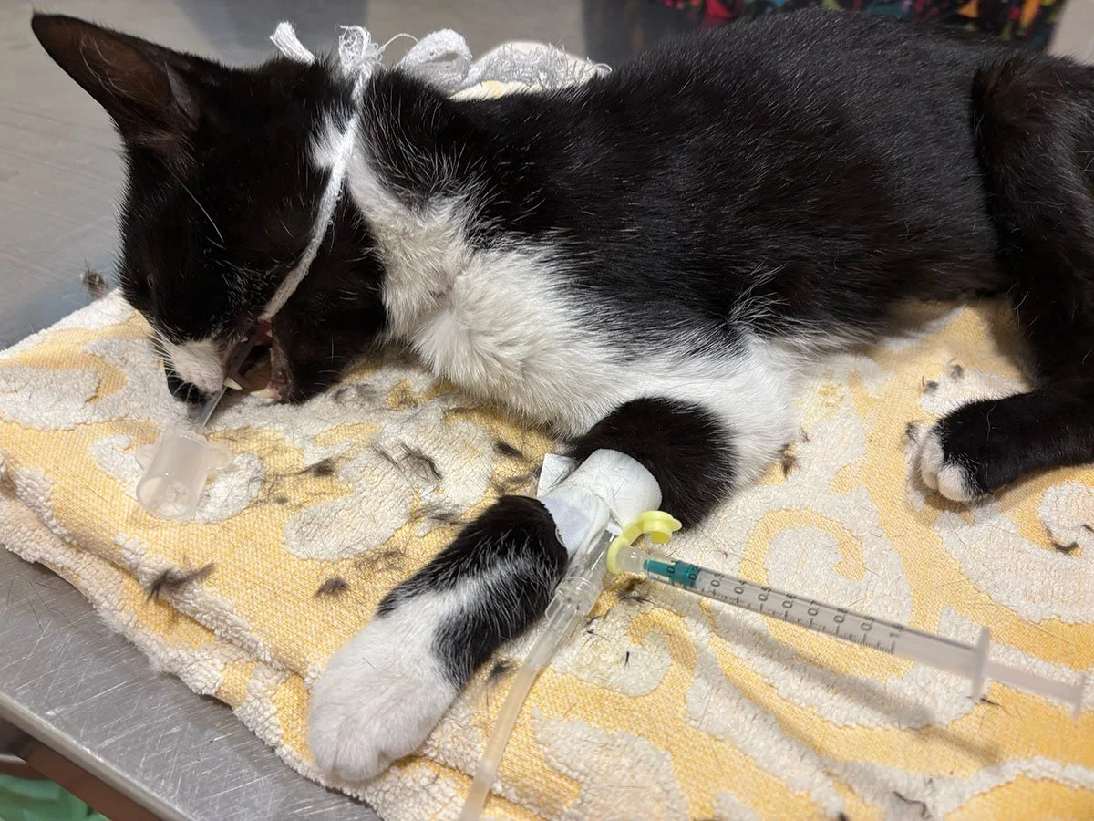 Polly_Vets_01_gallery.jpg