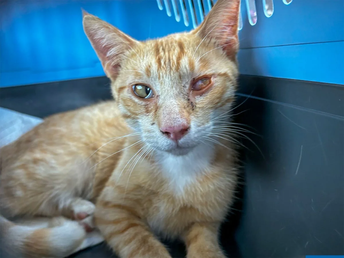 Ginger_Vets_01_gallery.jpg