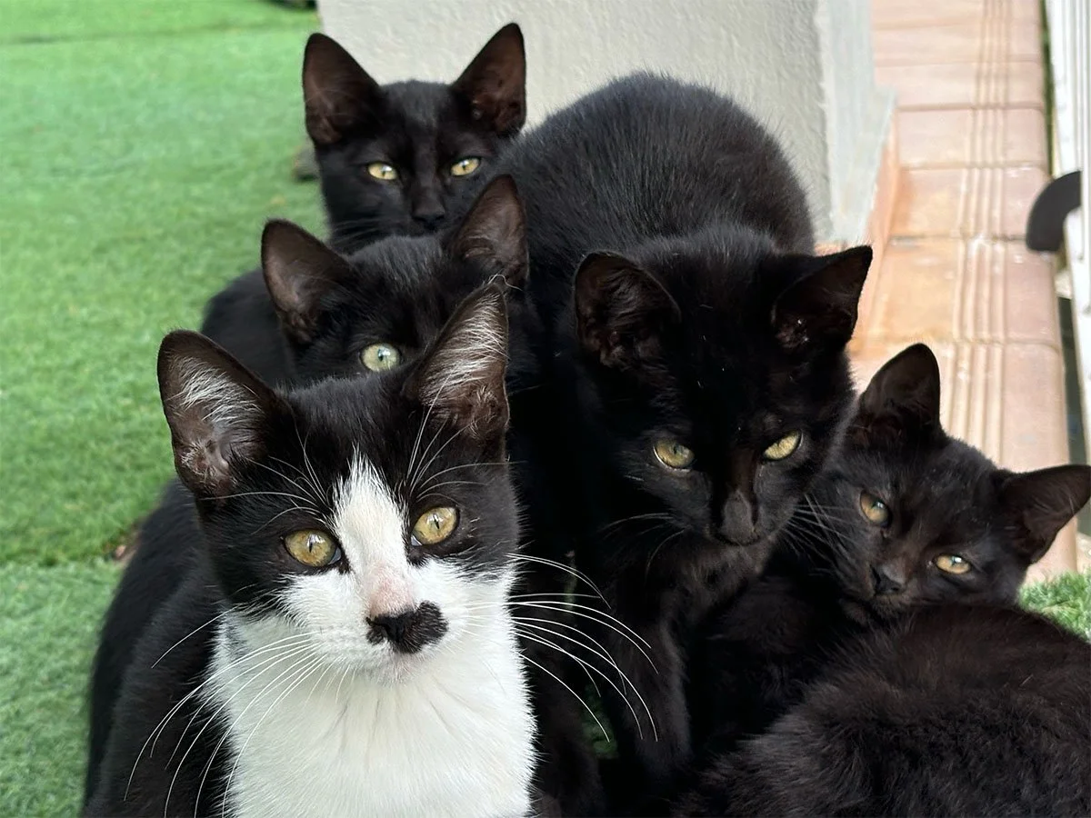Gatitos_08_gallery.jpg