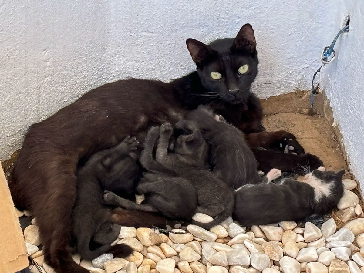 Gatitos_06_gallery.jpg