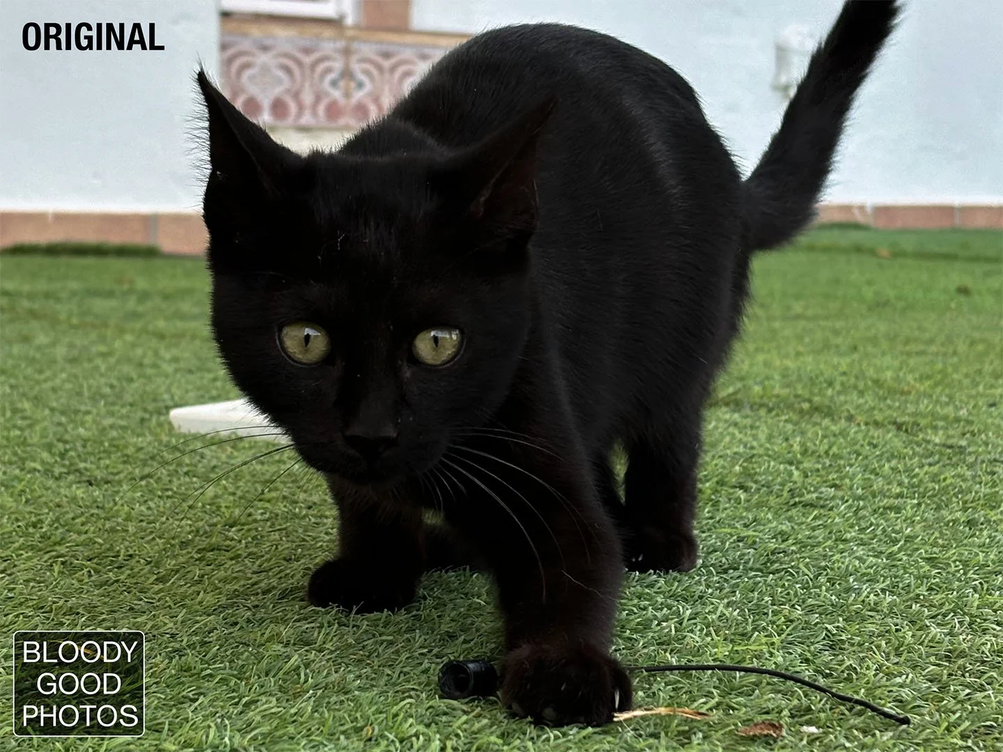 BlackCat_Original.jpg