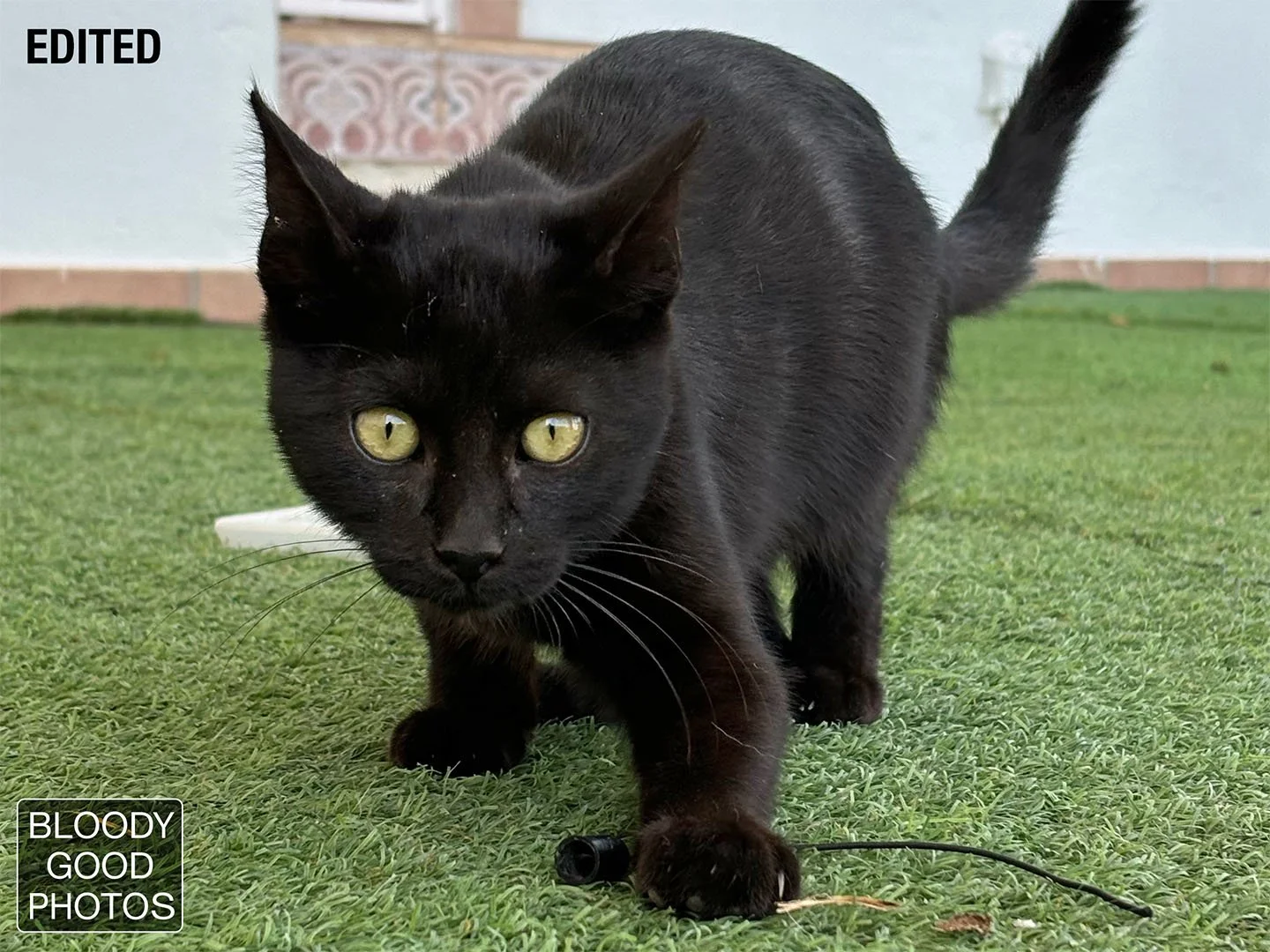 BlackCat_Edited.jpg