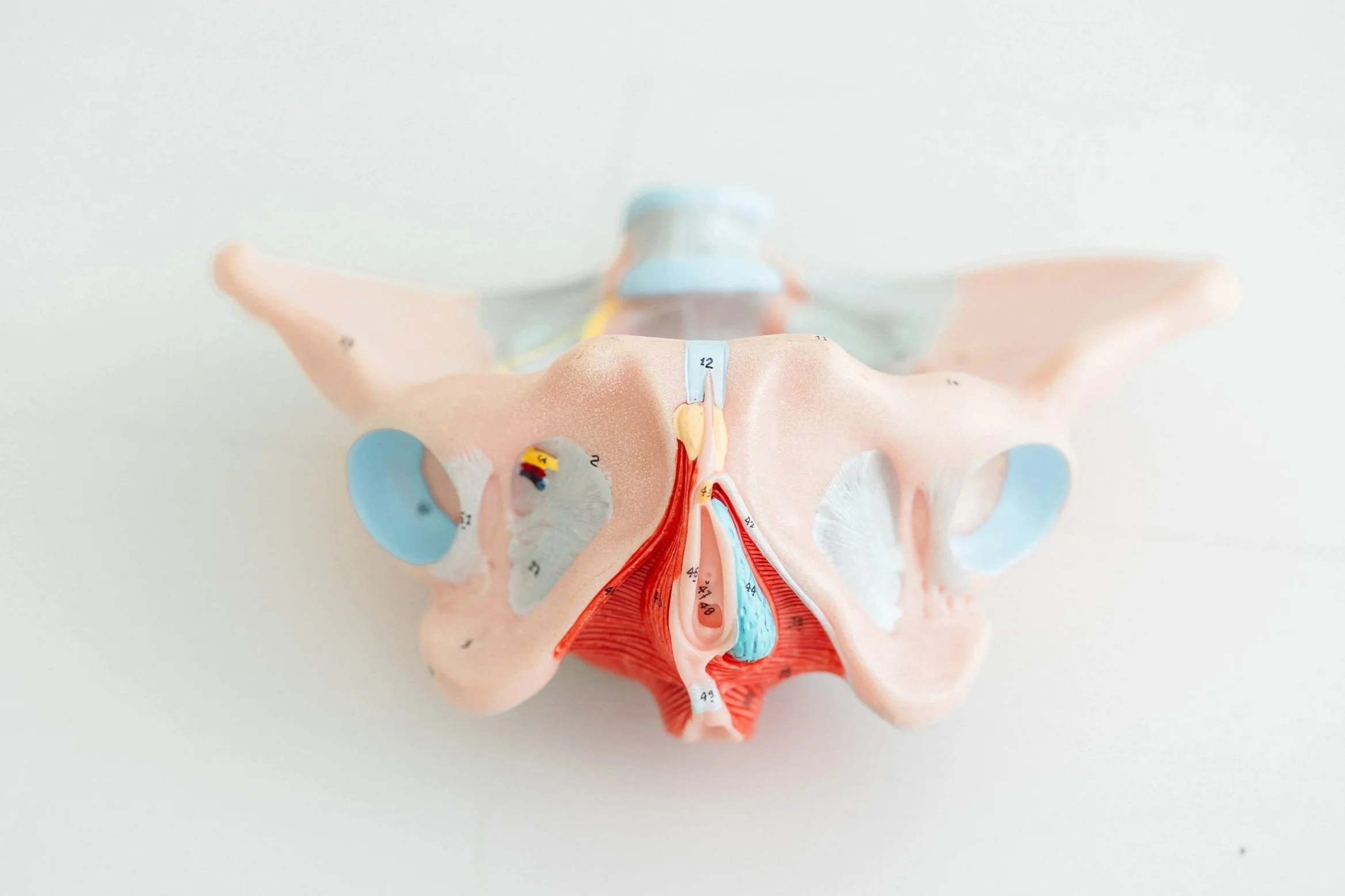 An anatomical model of a human pelvis showing bones and internal structures with color-coded labels.