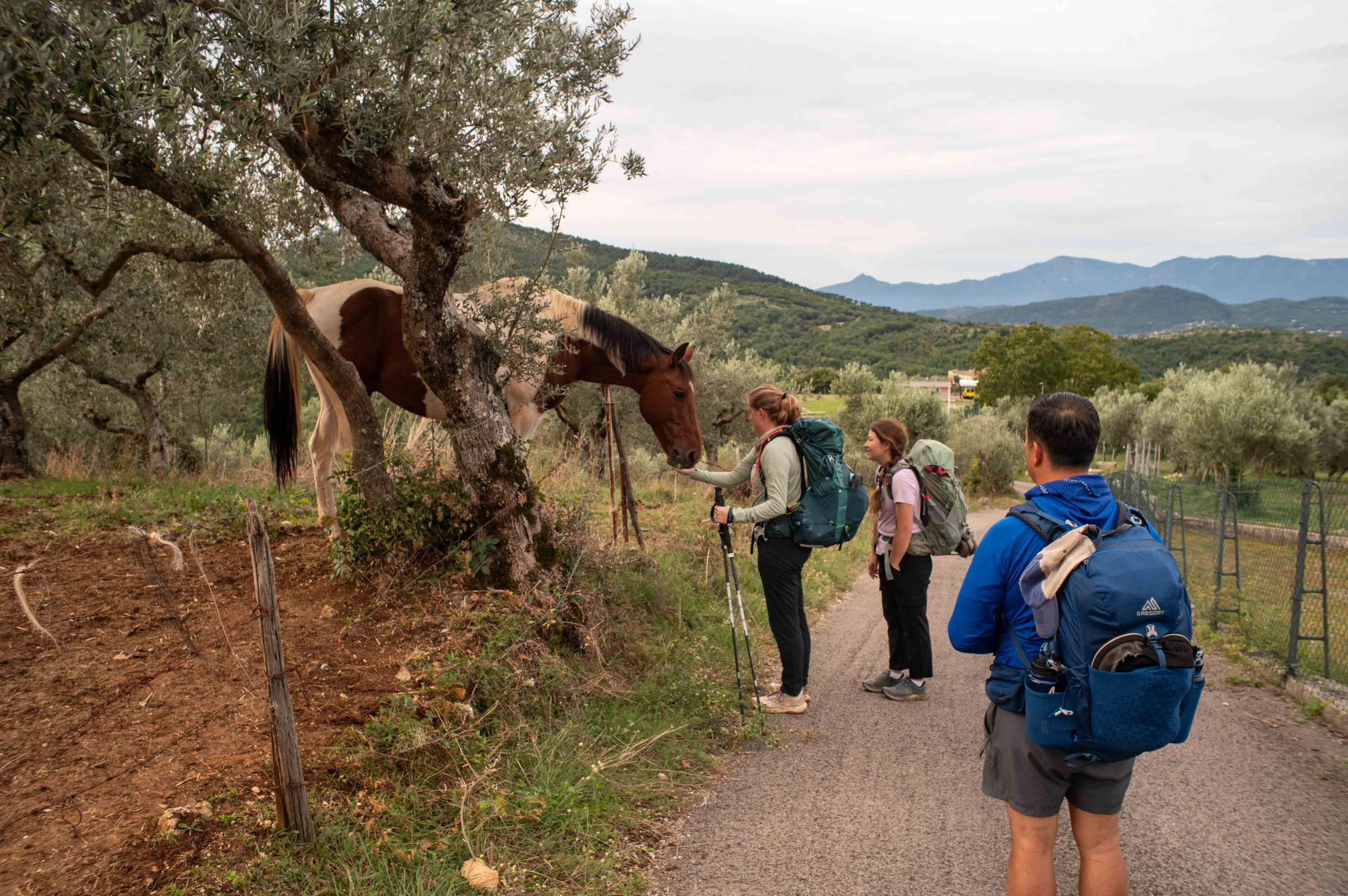 Three hikers meet a horse near an olive tree on a trail with mountains in the background.