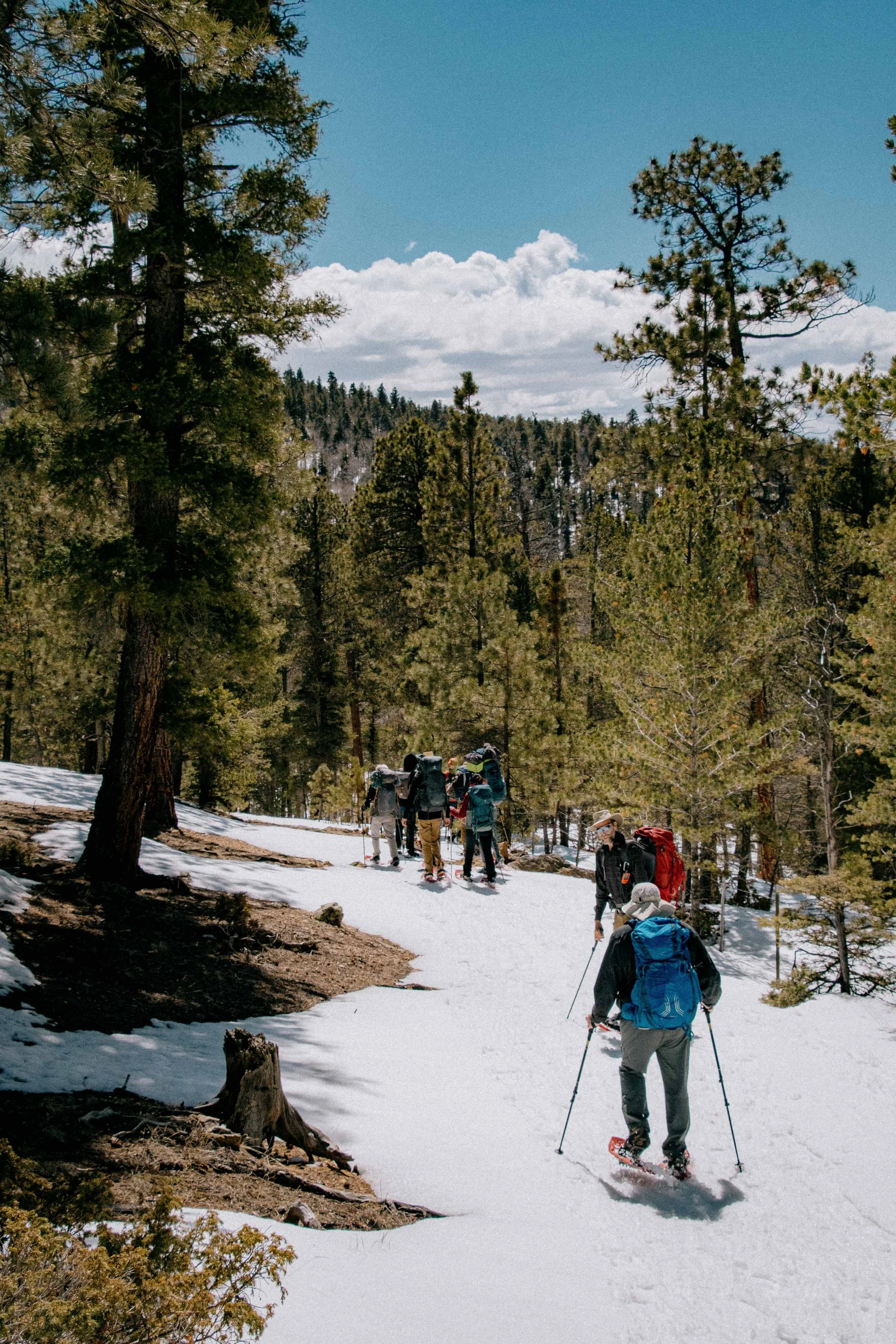 Group of hikers with backpacks and trekking poles walking on a snowy trail in a forest with tall pine trees and a partly cloudy sky.