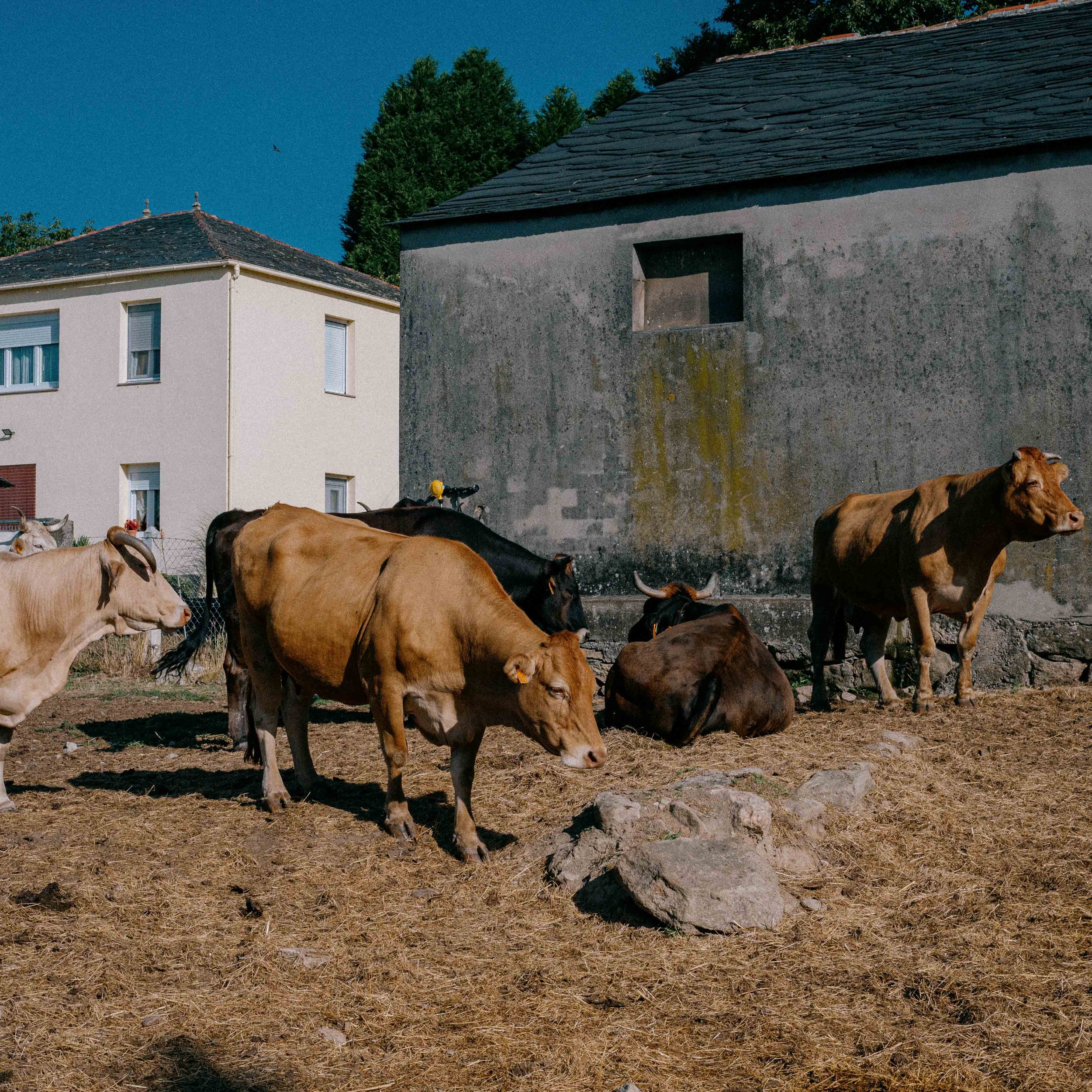 Several cows resting and standing on dirt ground near a weathered concrete wall, with residential buildings and trees in the background.