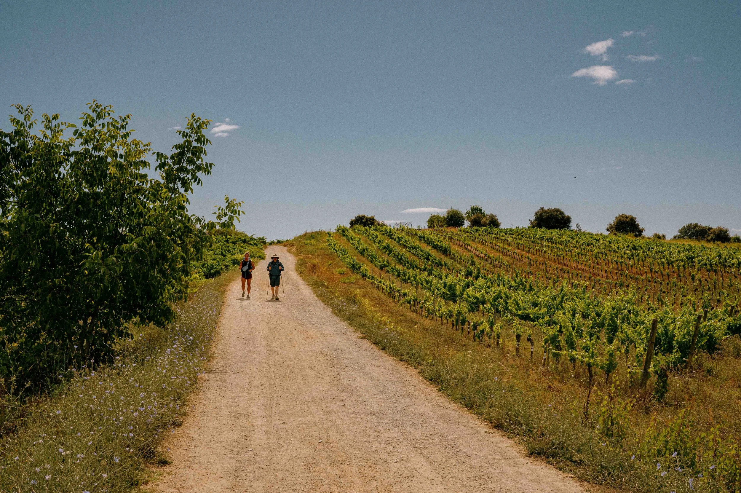 Two hikers walking along a dirt path through a countryside vineyard on a sunny day with a clear blue sky.