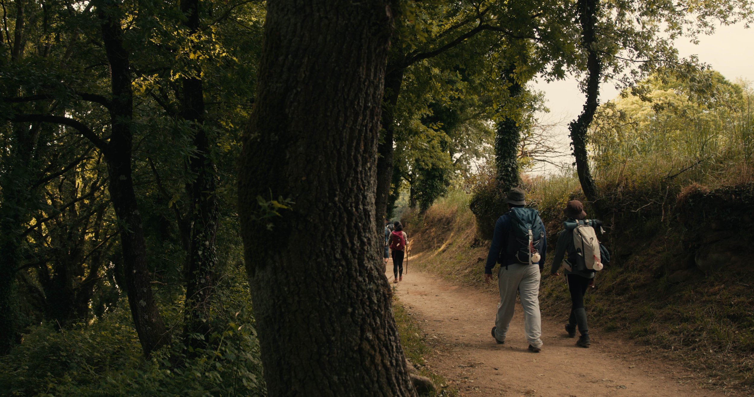 People hiking on a trail through a wooded area with trees and greenery.