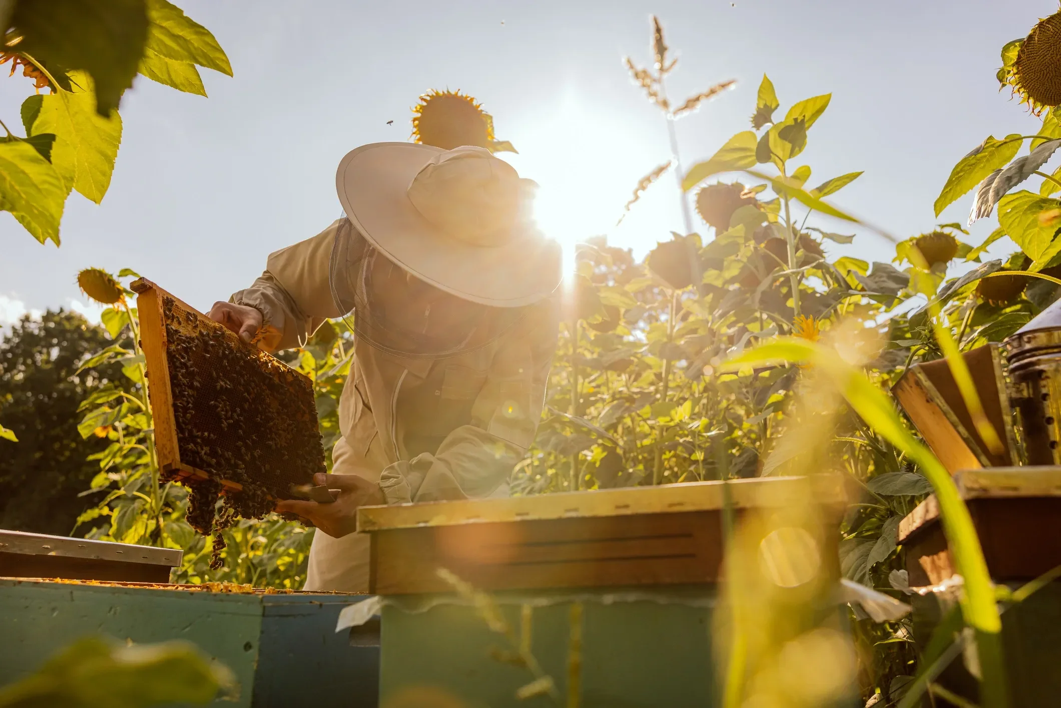 A beekeeper wearing a protective hat with a veil, inspecting a honeycomb frame from a hive in a sunflower field on a sunny day.