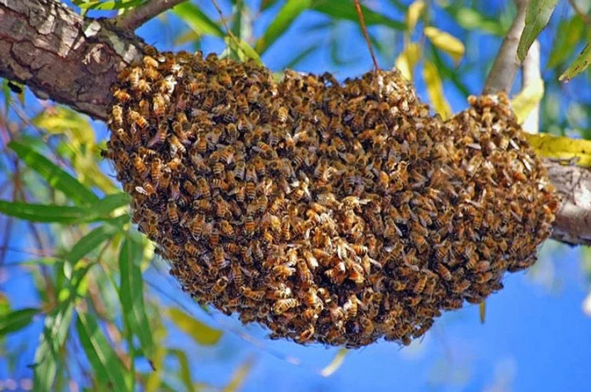 Bee swarm on tree branch