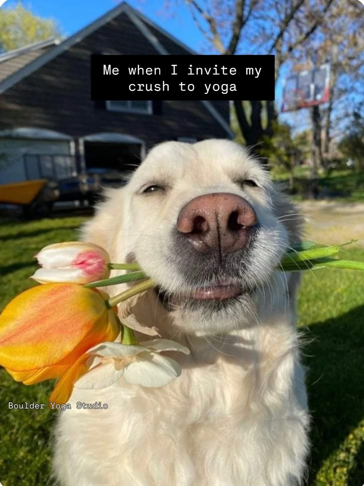 no caption necessary 🐕🦮🐩🐕&zwj;🦺🐶🐾🦴&hearts;️