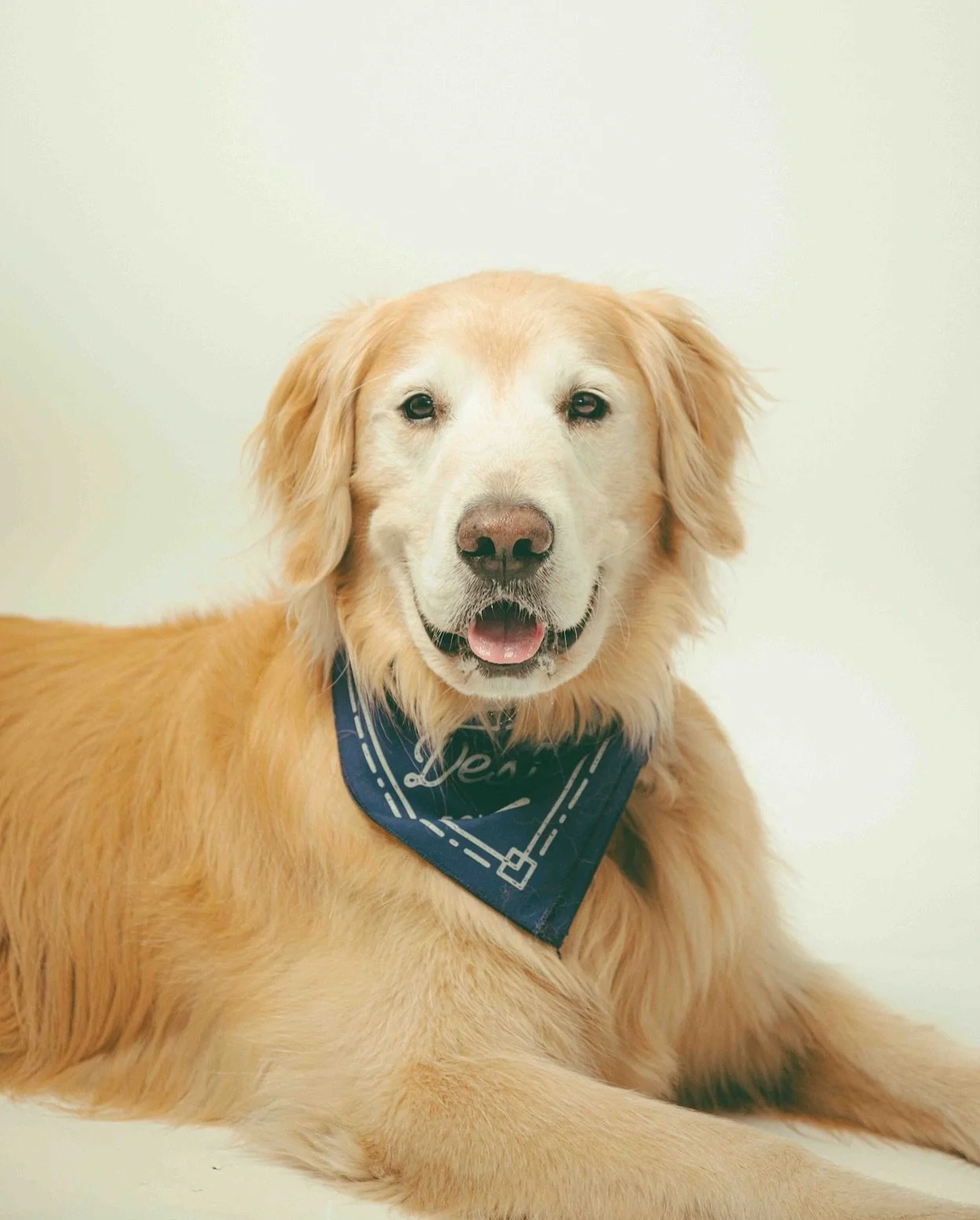 ✨🌟GOLDEN YOGA with the newest addition to the BYS teaching squad: Calhoun!! 🌟✨

Justine&rsquo;s align and flow style class, with one very important addition: Calhoun, her golden retriever and official assistant teacher (See his Teacher Bio on our w