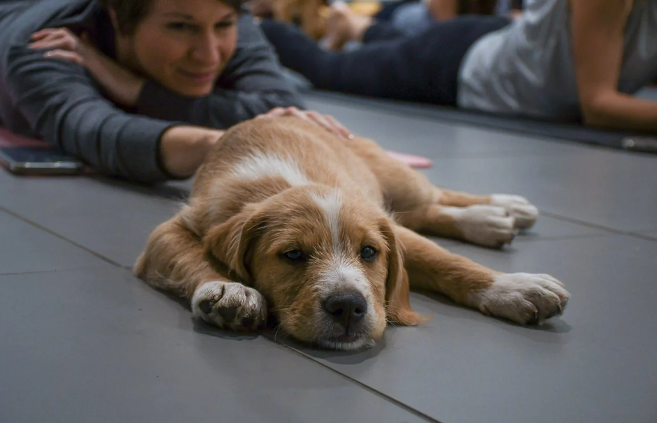 6/14 Rescue Puppy Yoga