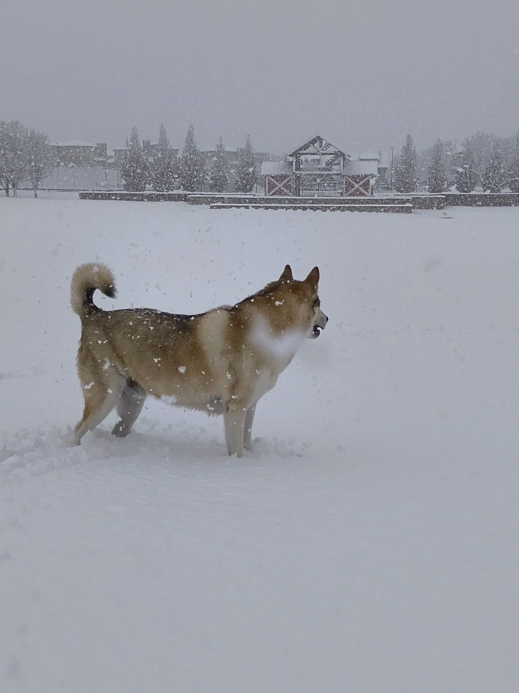 A dog named Akela standing in fresh snow at a neighborhood park during a late-season snowstorm in Colorado.
