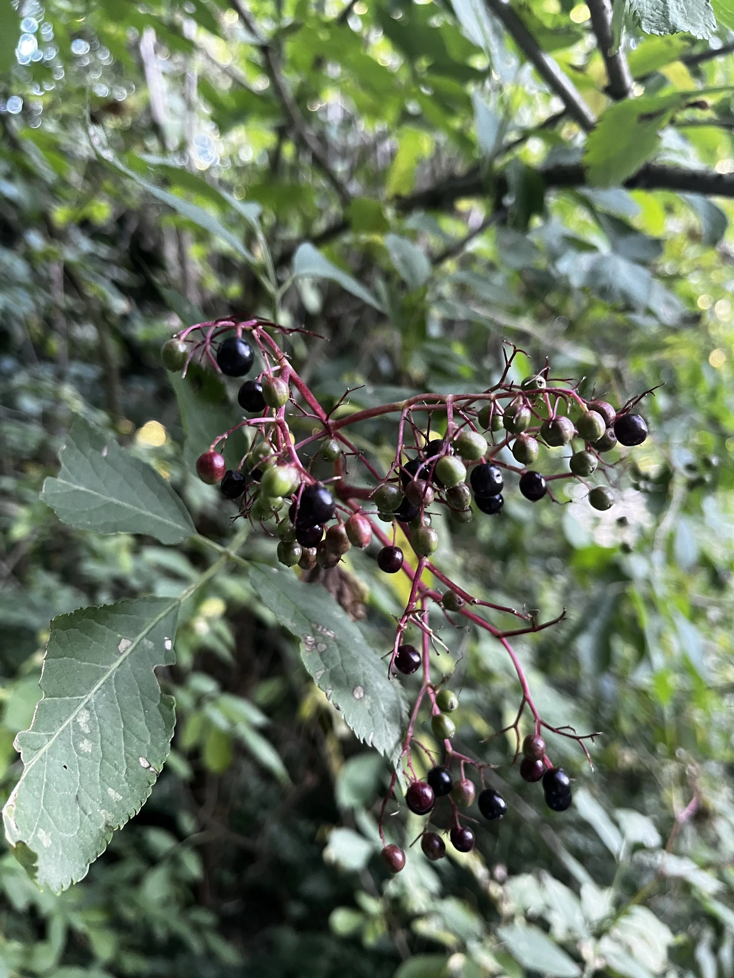 Elderberries.jpg