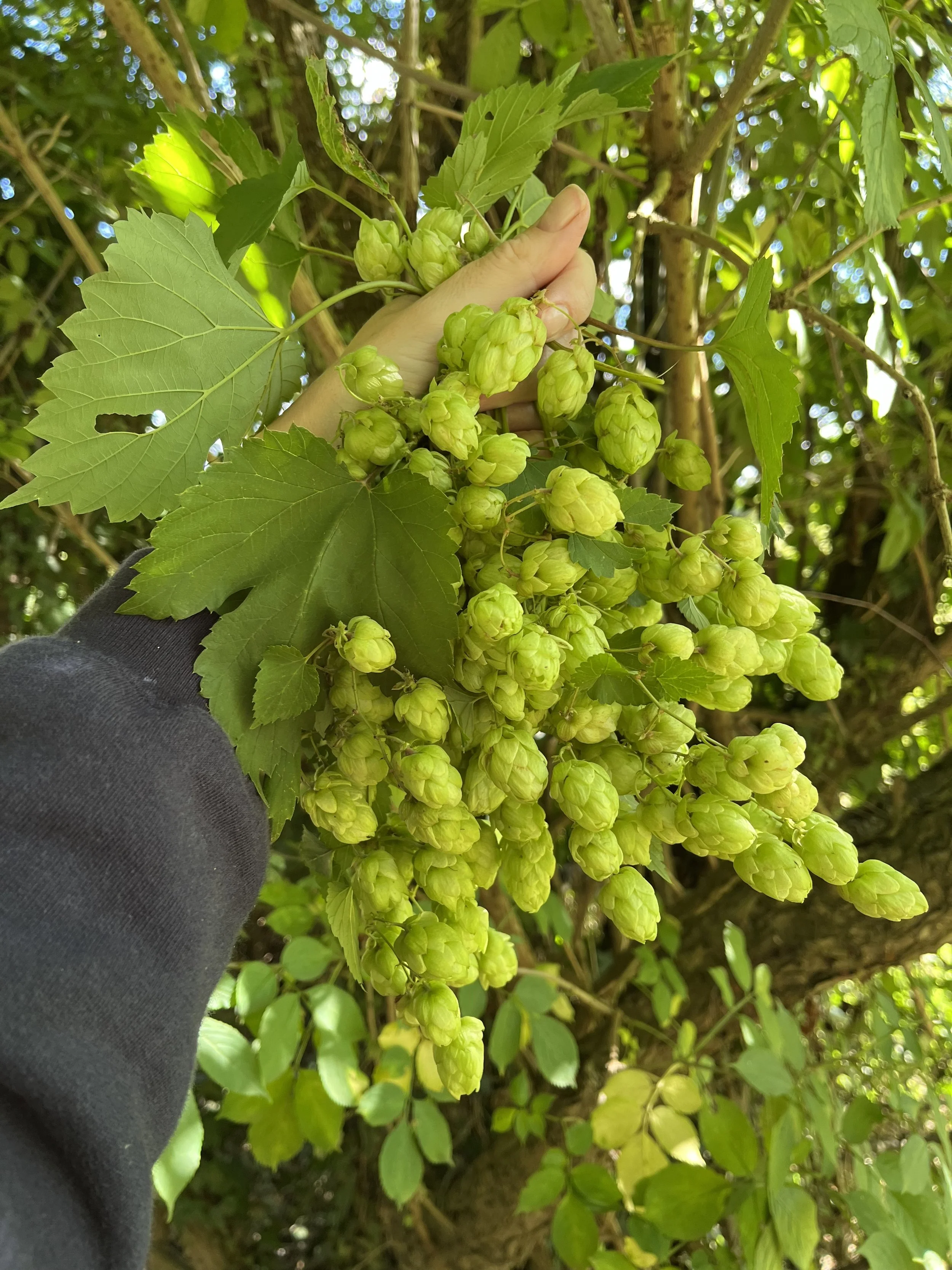Hops.jpeg