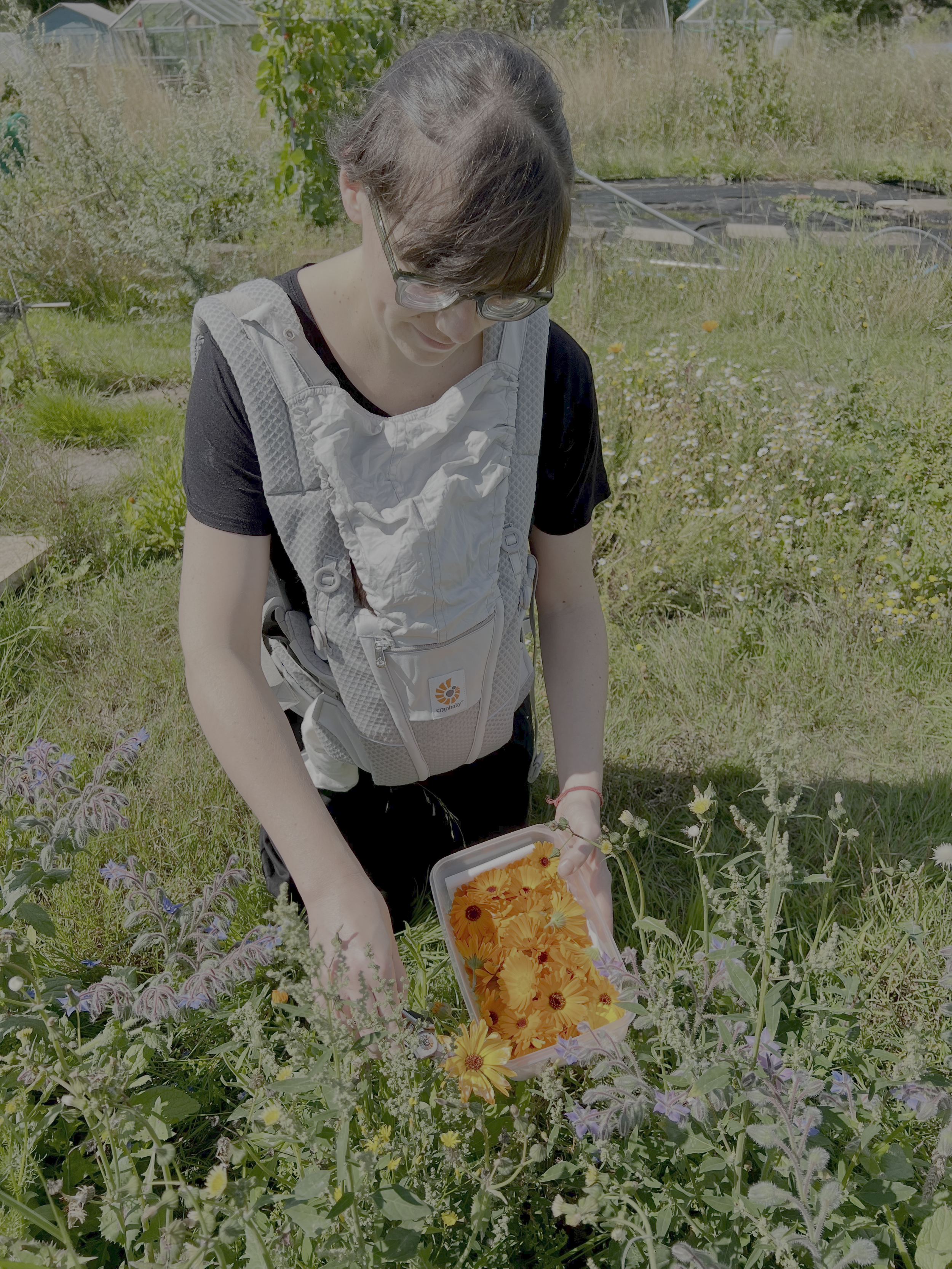 Picking calendula.png