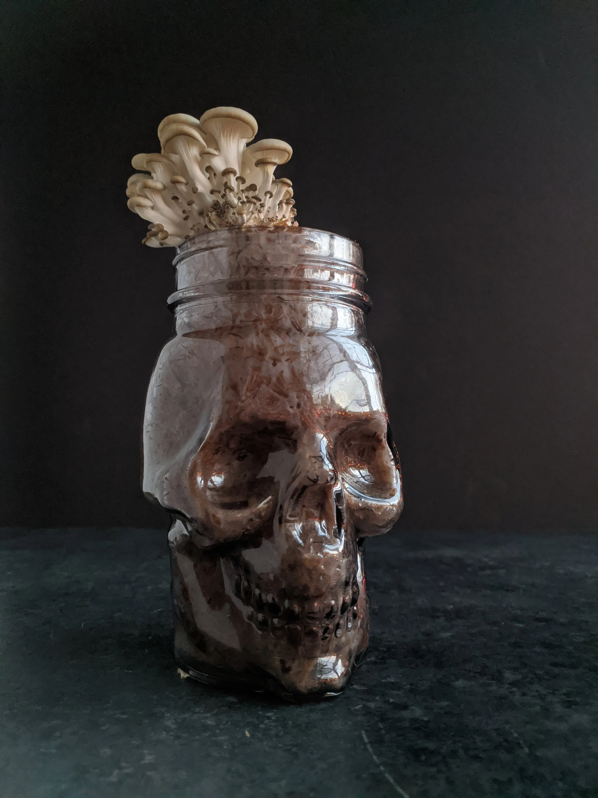 Blue oyster mushrooms grown in a skull-shaped mason jar, fruiting out of the top