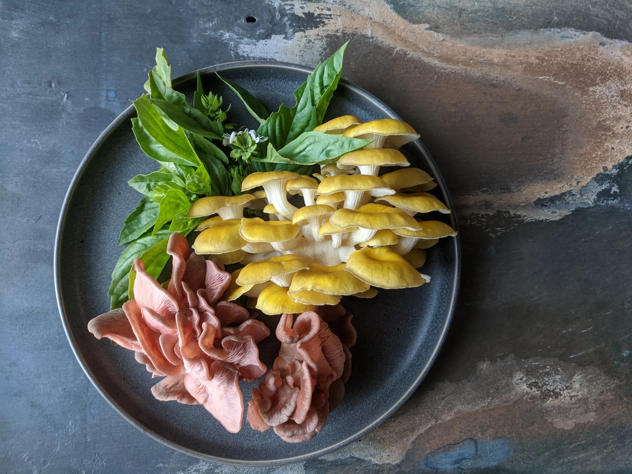 Fresh pink and golden oyster mushrooms and fresh basil on a gray plate on a slate background