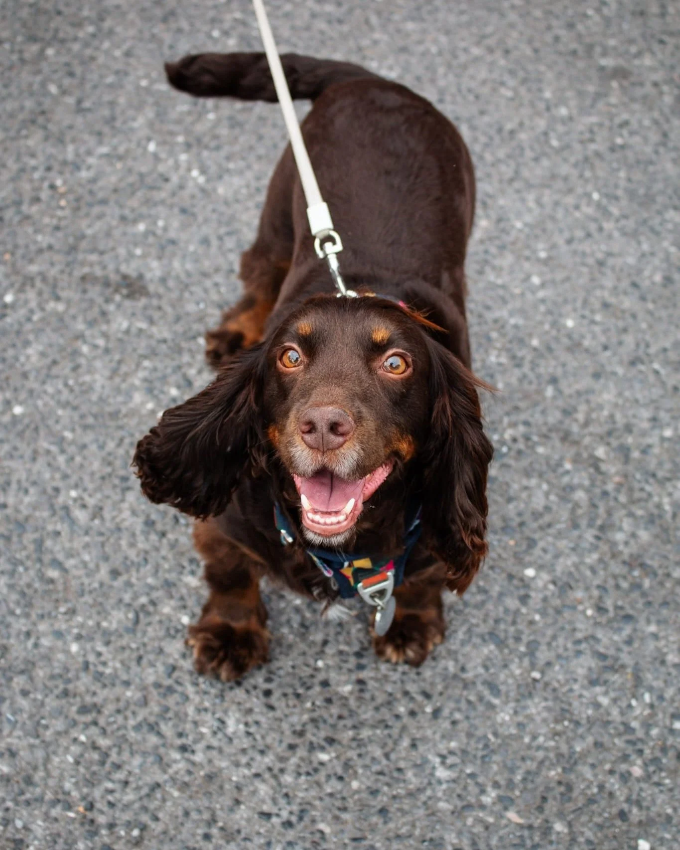 A happy brown dog with long ears and a colorful collar looking up at the camera while on a leash.