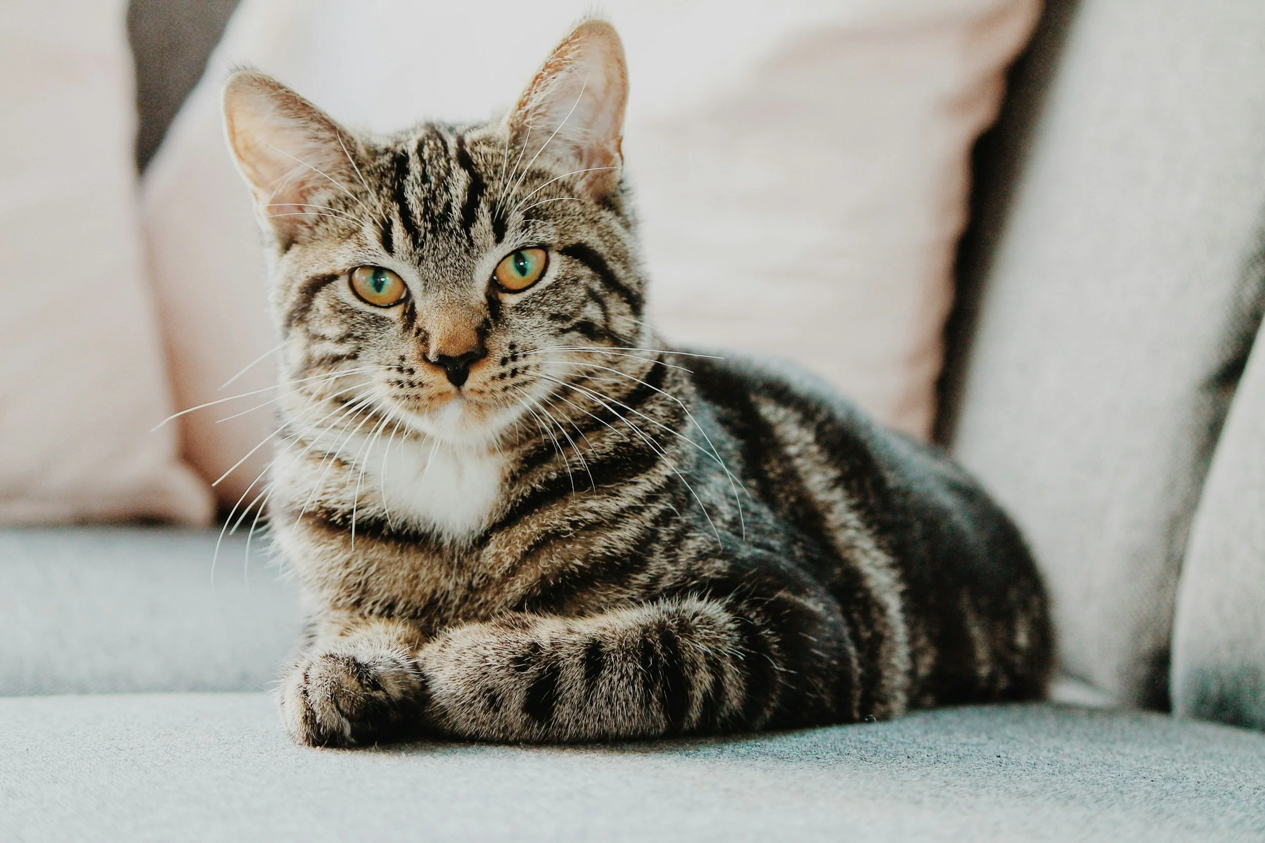 A tabby cat with green eyes sitting on a couch with light-colored pillows in the background.