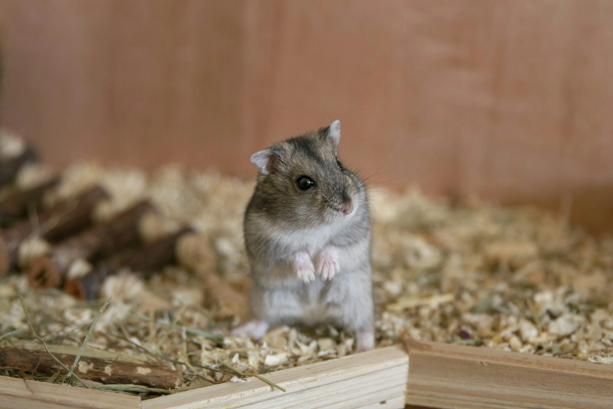 A small hamster standing on its hind legs in an enclosure with wood shavings and wooden pieces, against a plain background.
