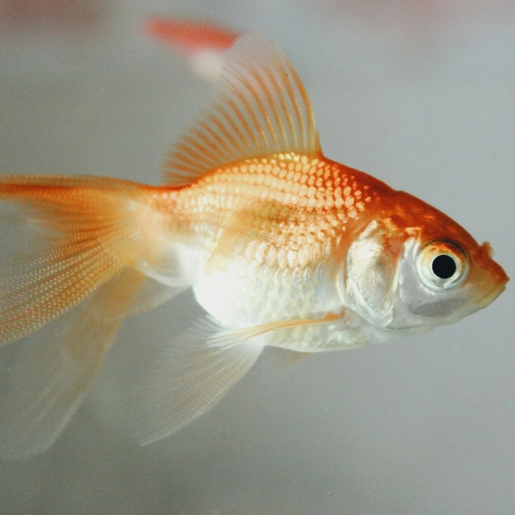 An orange goldfish swimming in an aquarium with blue water and bubbles.