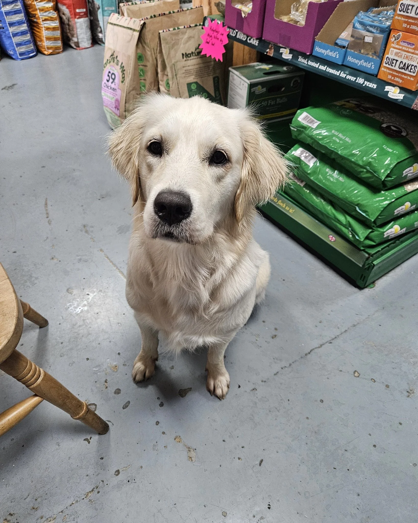 A golden retriever puppy sitting on a gray concrete floor in a pet store, with shelves of pet supplies behind it.