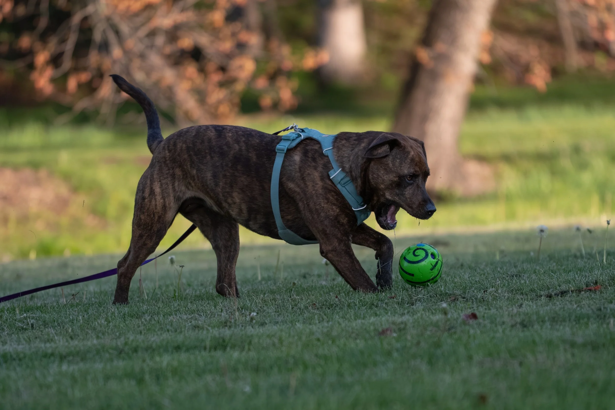 Canine Adolescence: Why Your Teenage Dog Seems to Forget Everything