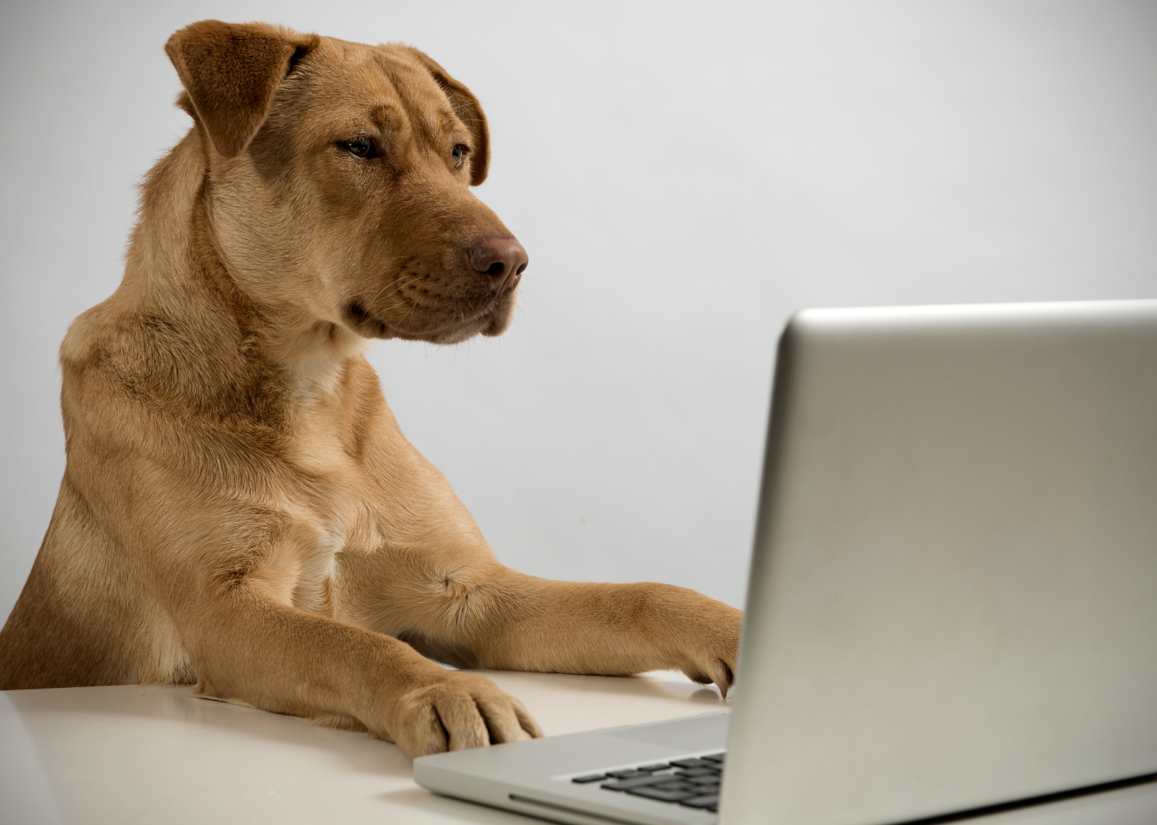 A brown dog sitting at a desk looking at a laptop.
