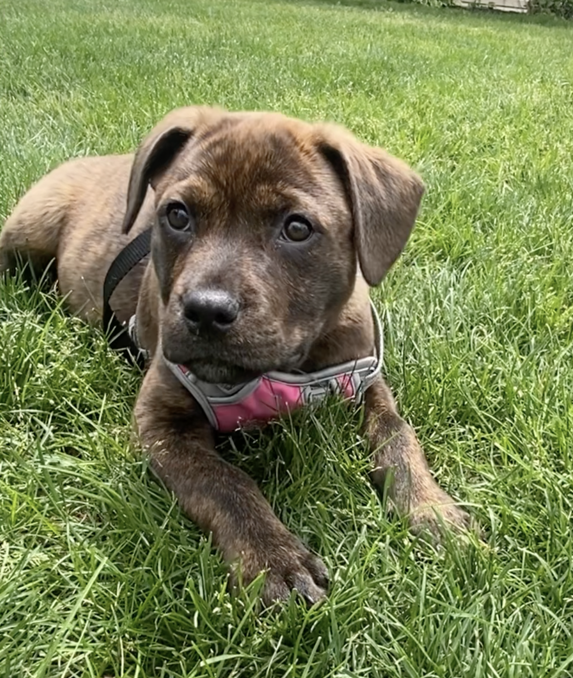 A cute brindle puppy with pink harness, sitting in grass.