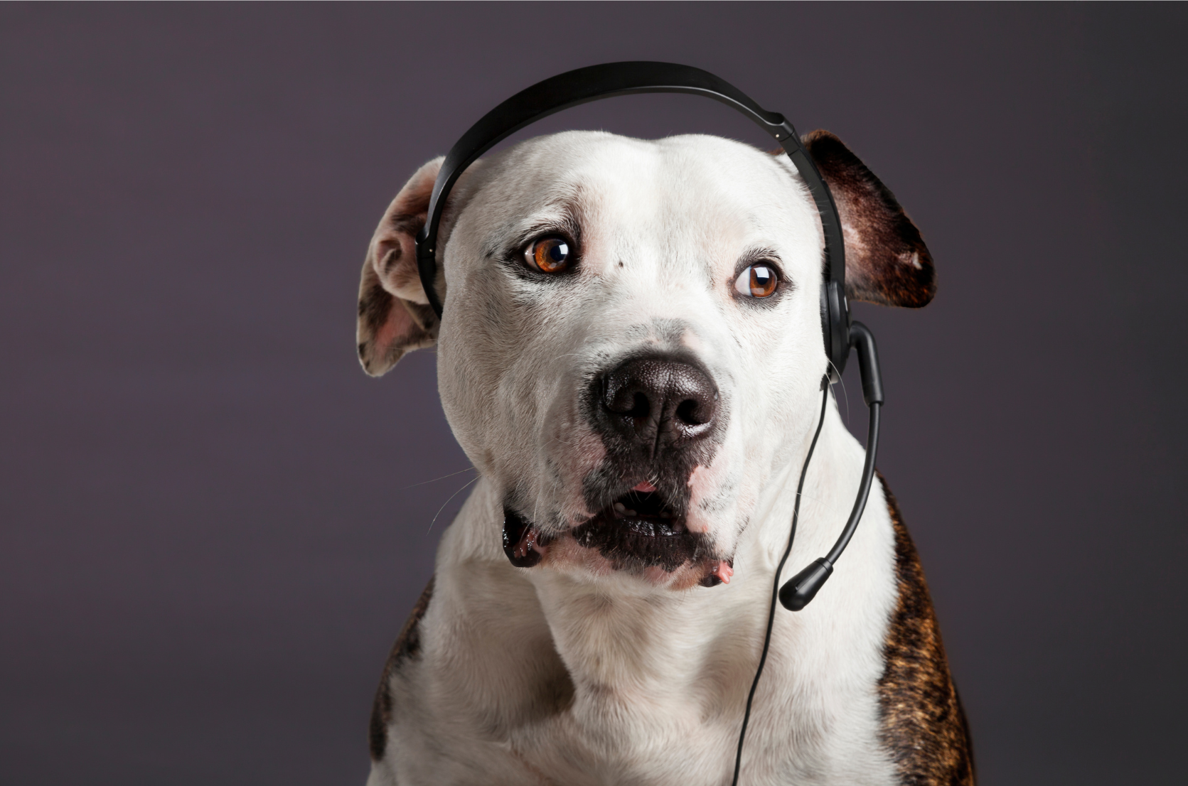 A dog wearing a headset with a microphone against a dark background.