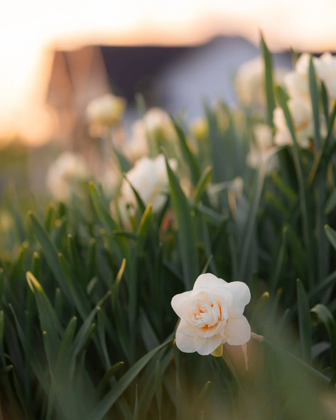 Fleurs blanches en gros plan dans un champ avec un bâtiment familier en arrière-plan, au coucher du soleil.