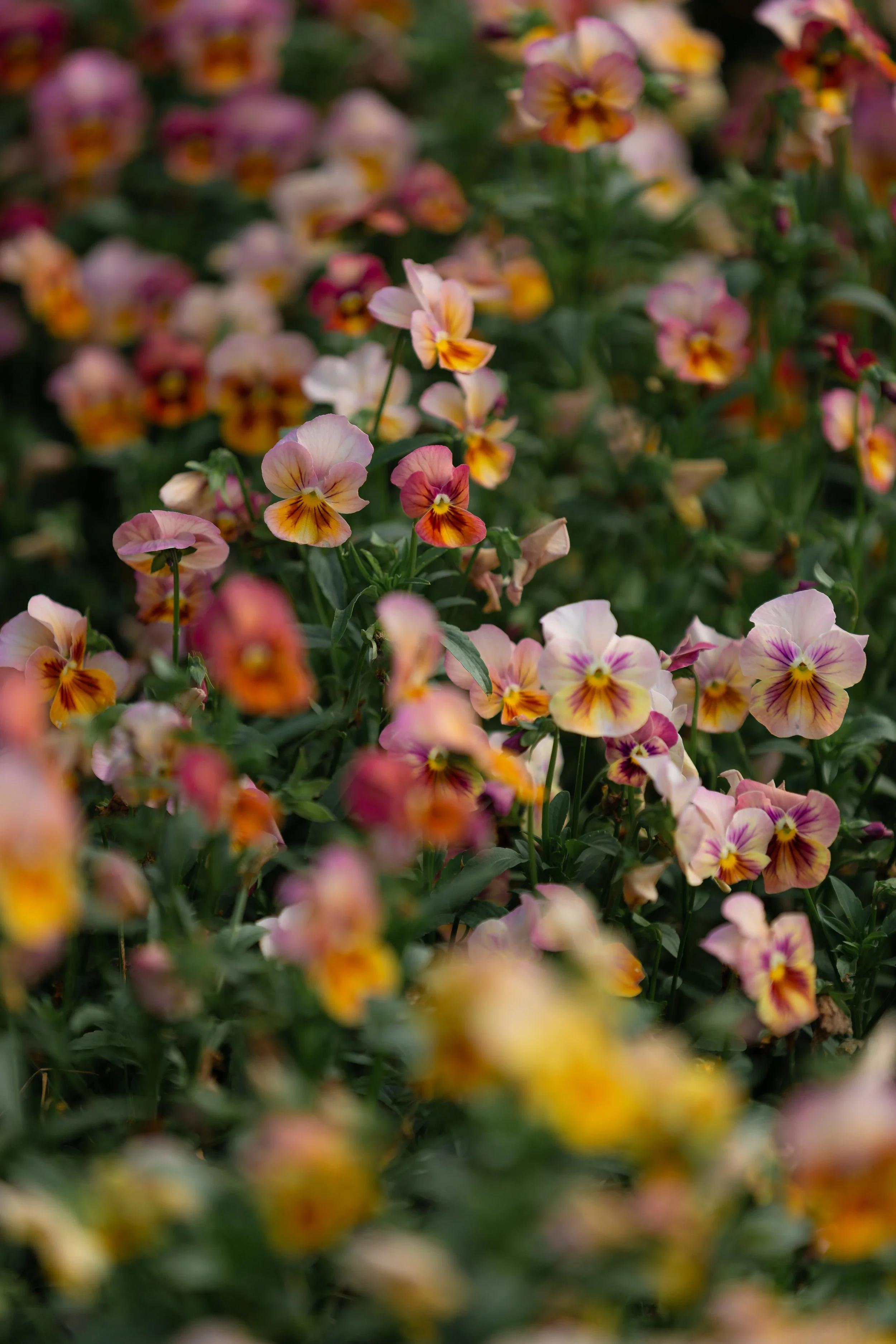 Un jardin avec de nombreuses fleurs multicolores, principalement des pensées violettes, jaunes et orange.