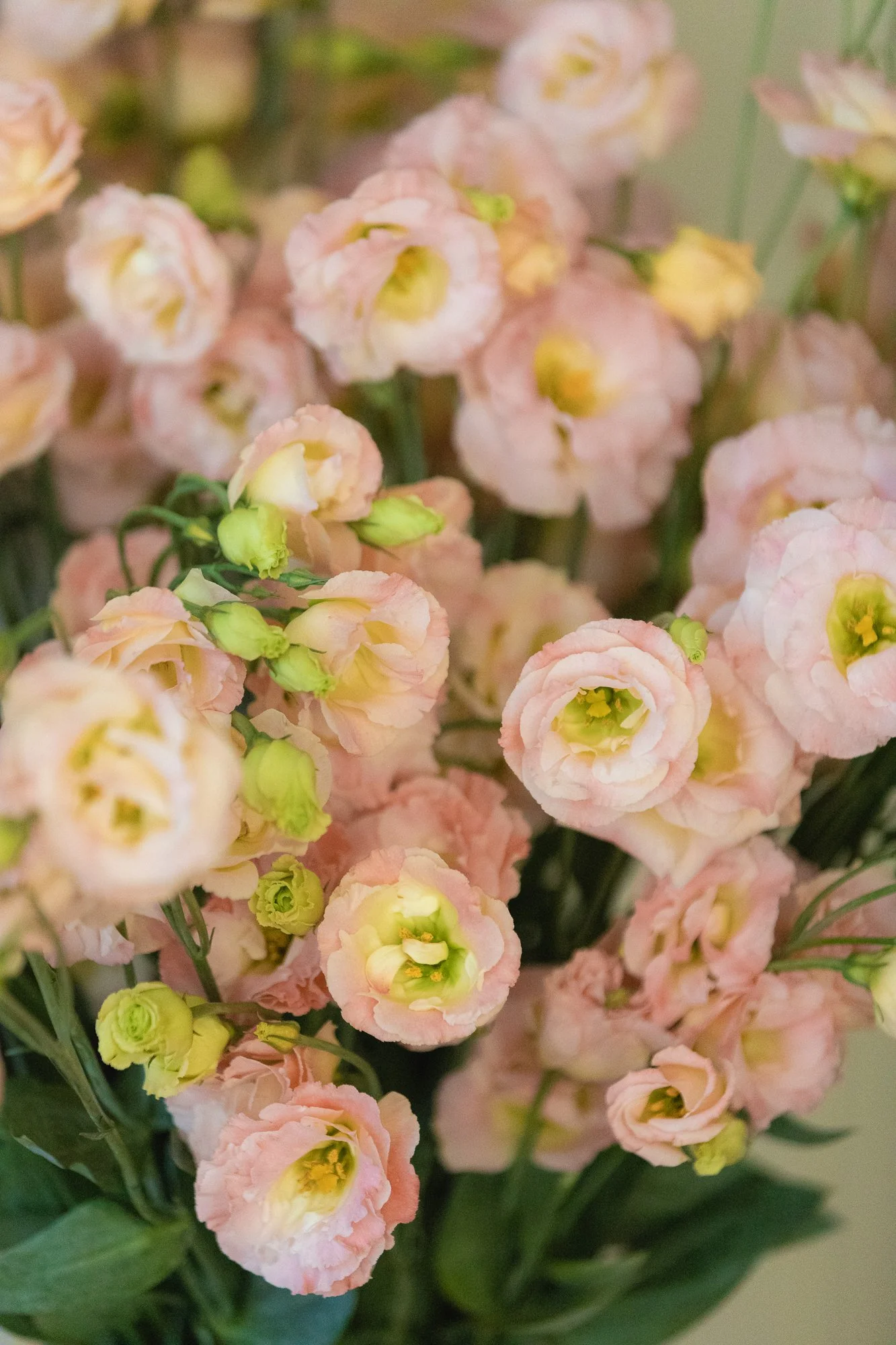 Un bouquet de lisianthus rose pâle et pêche.