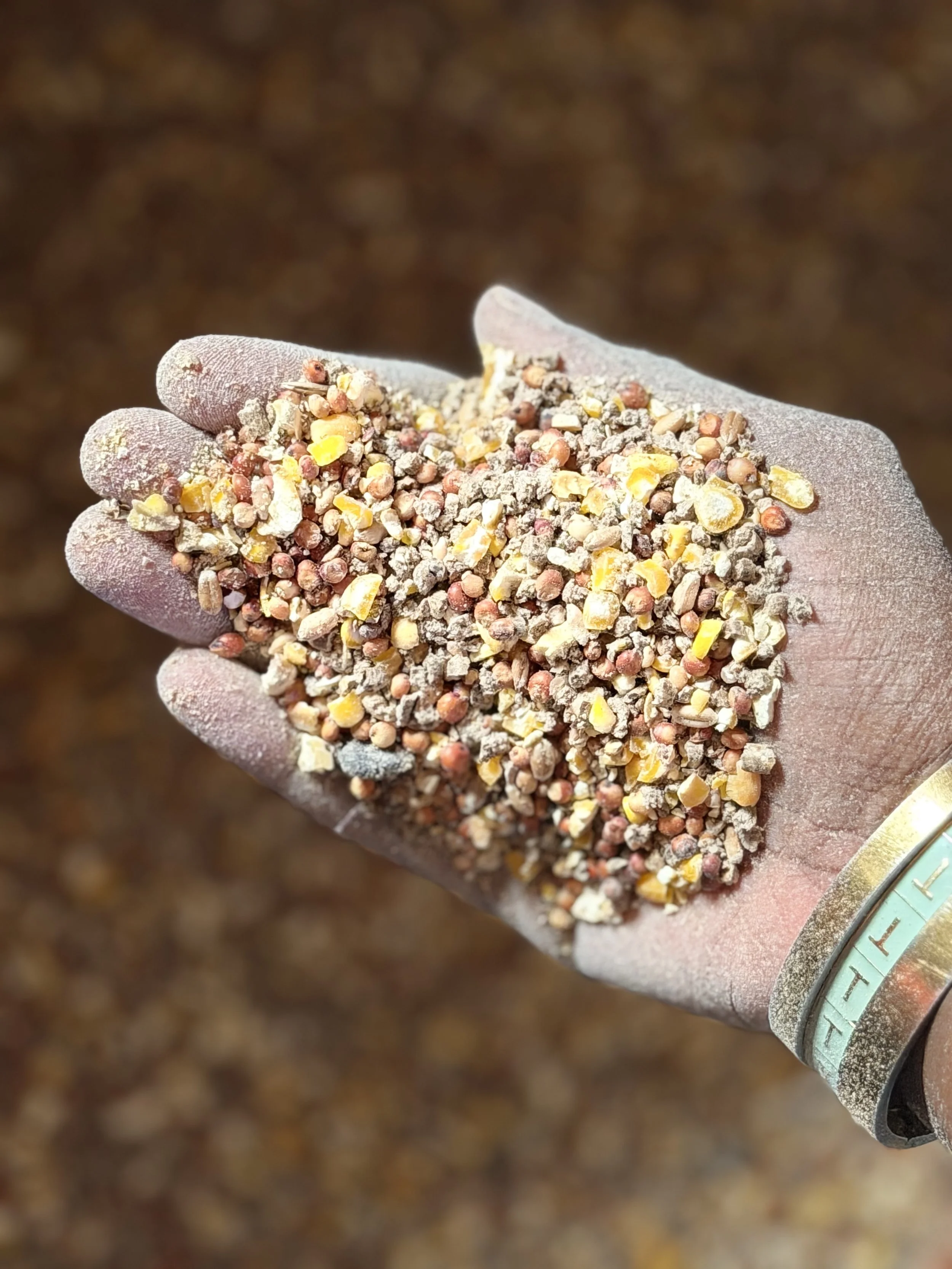 Hand holding a custom grain and seed feed mix prepared at Bleu Thumb Farm