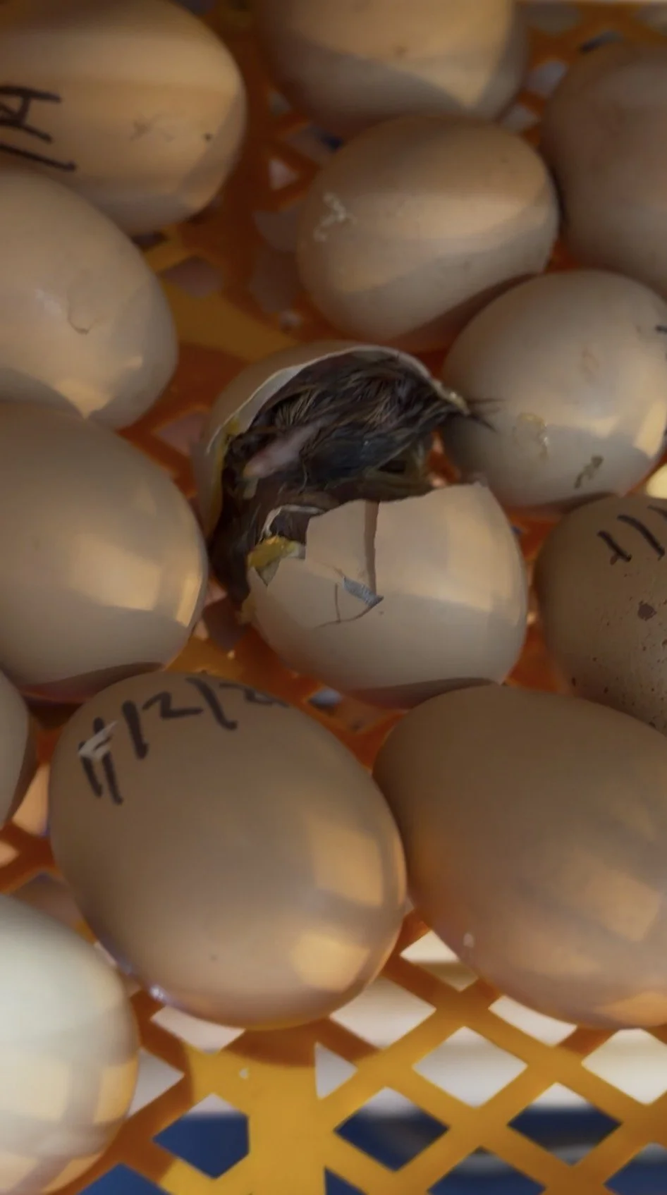 Chick hatching from an egg inside an incubator at Bleu Thumb Farm