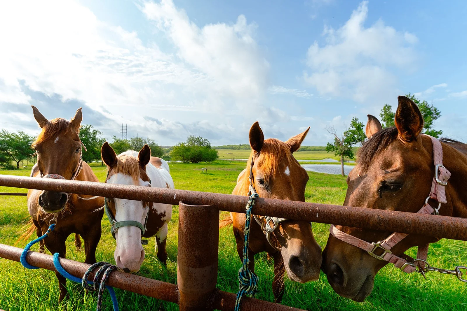 Horses used for equine therapy at plum creek recovery ranch