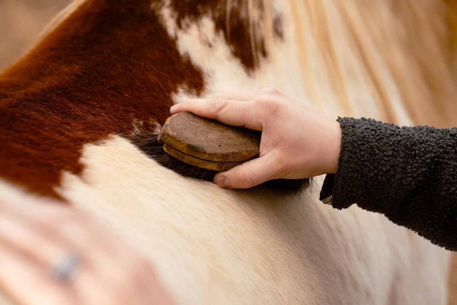 Close up of a hand brushing a horse's coat.